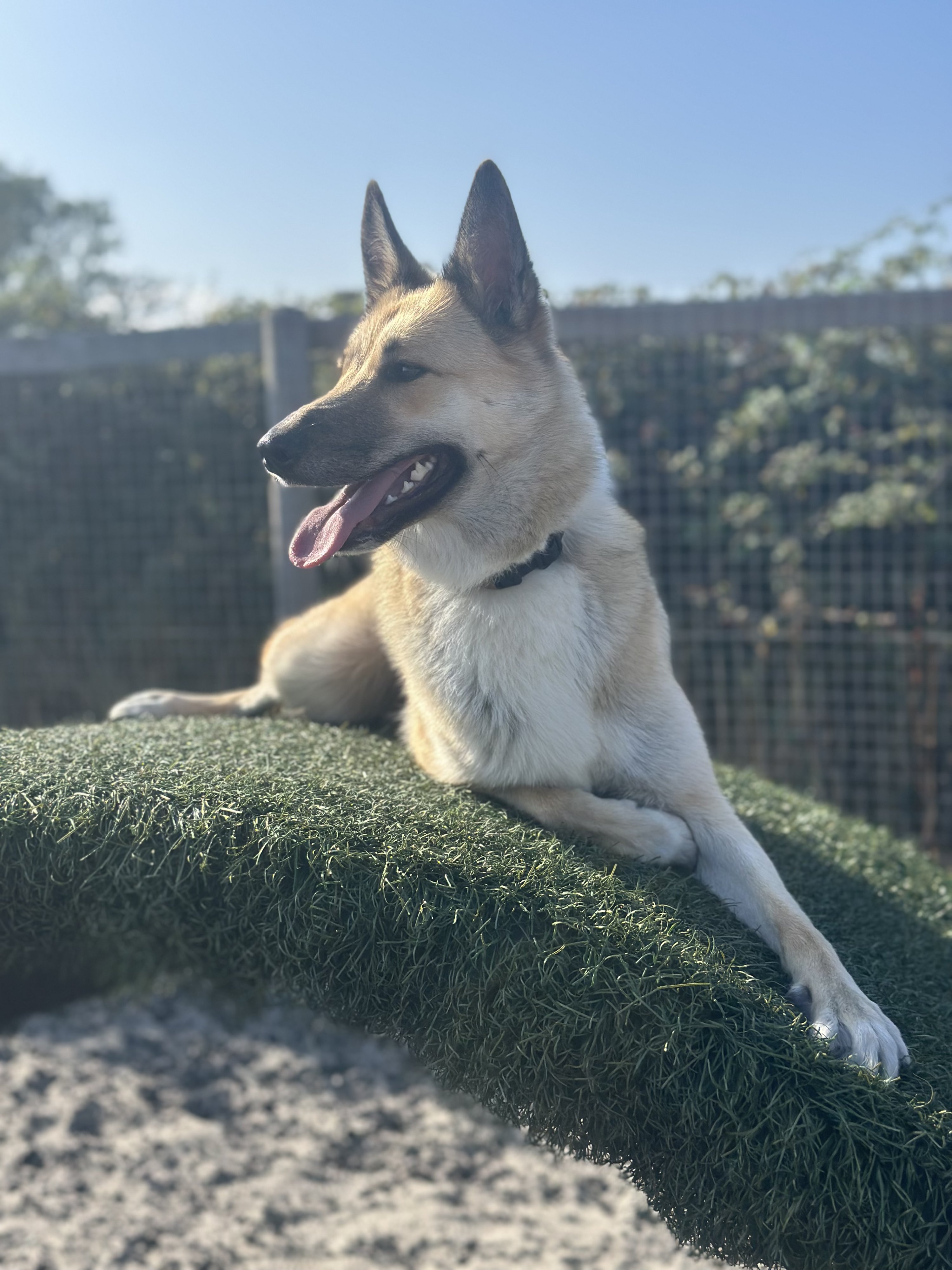 Indie