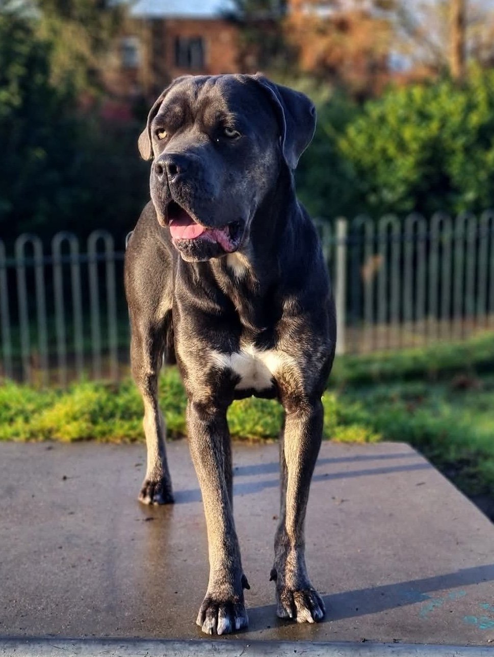Harley