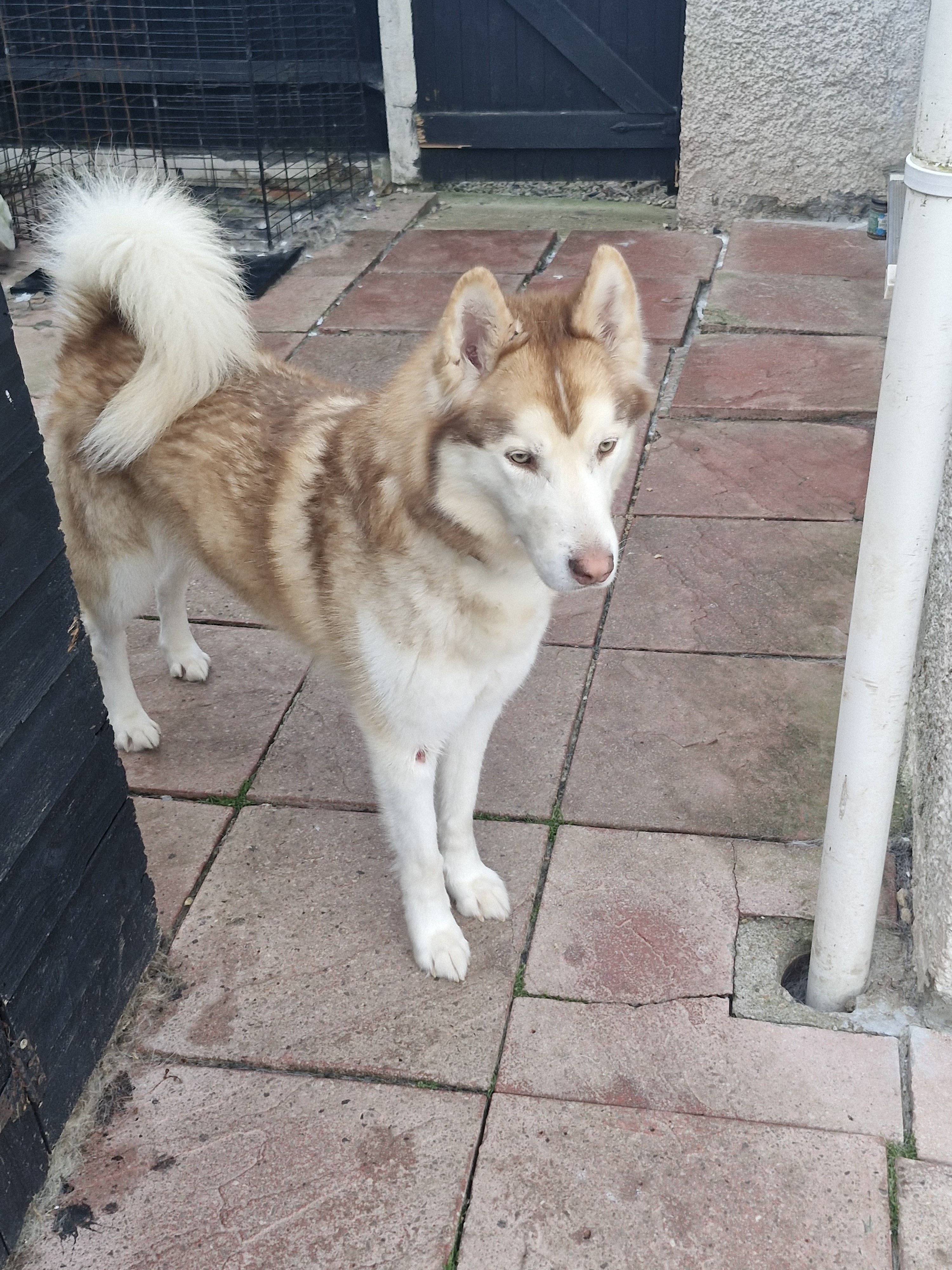 Axel
