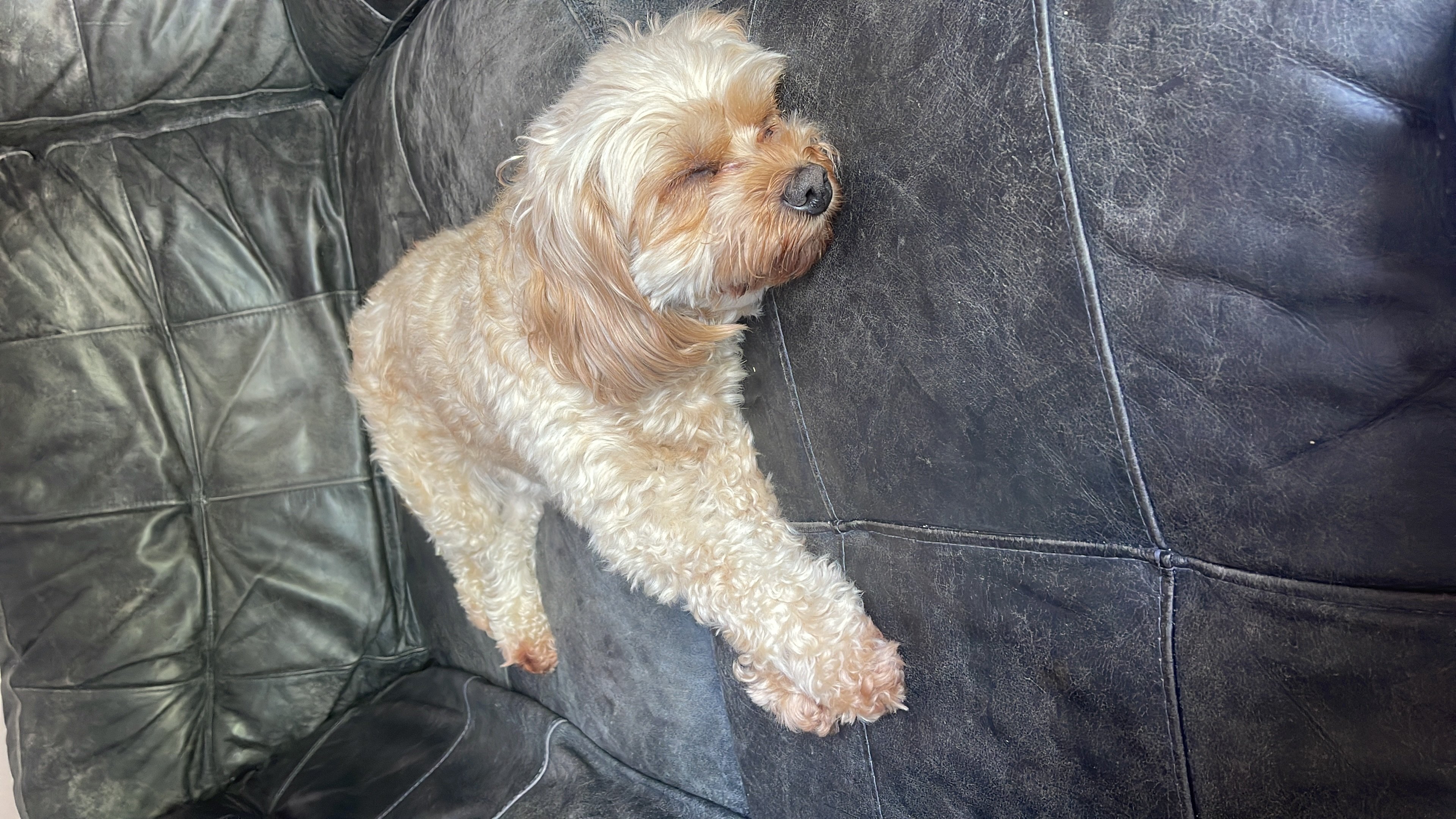 Rosie