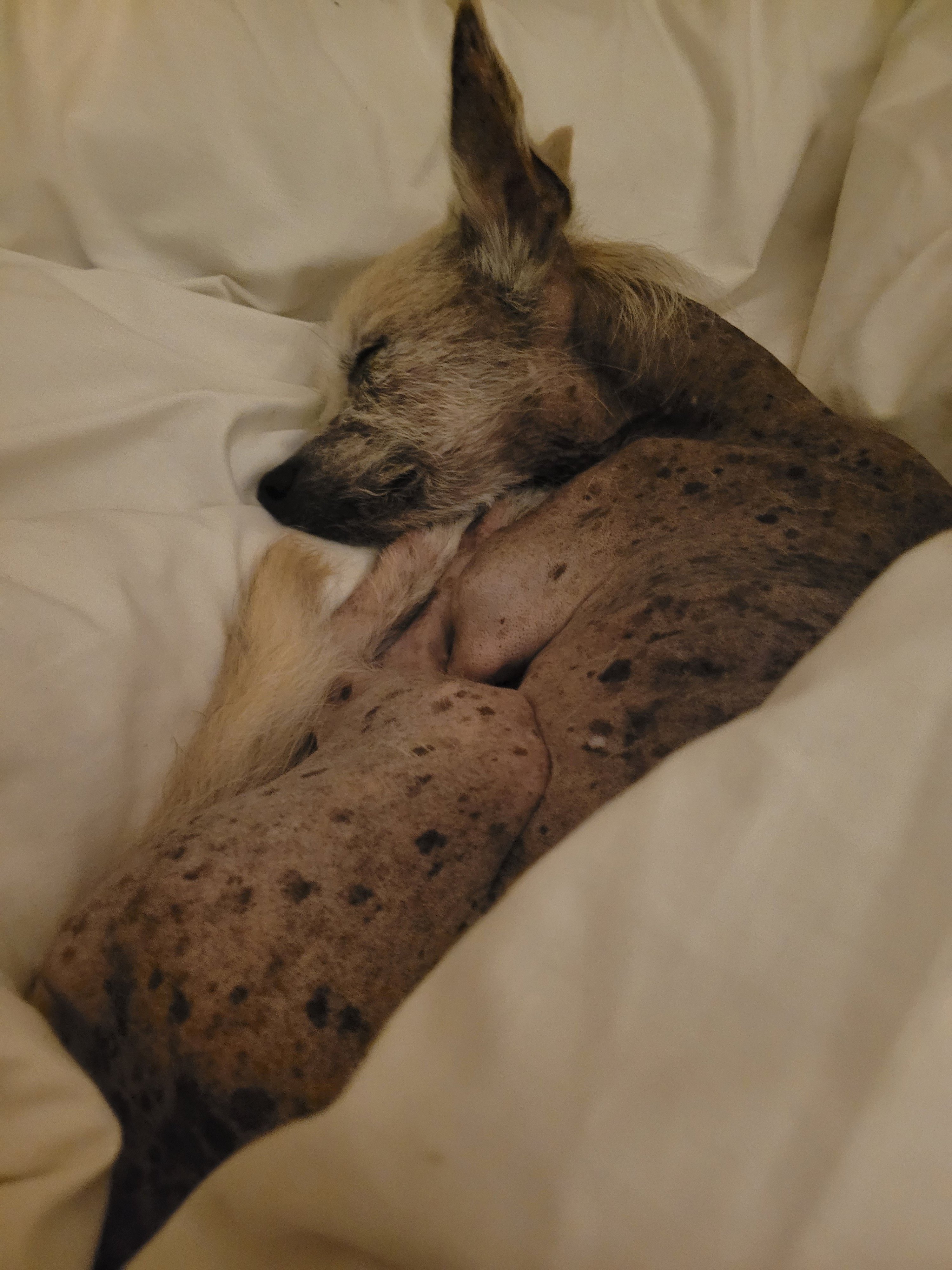 Chico
