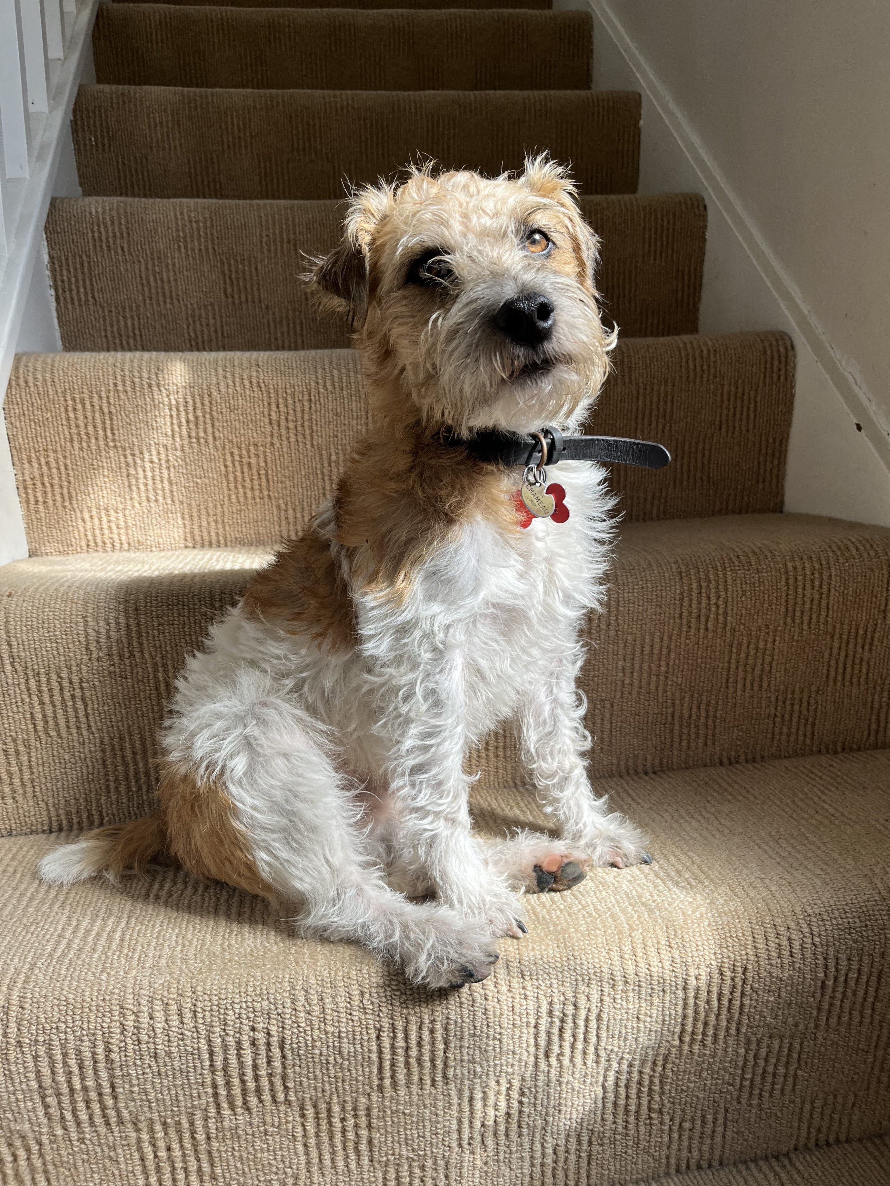 Bramble