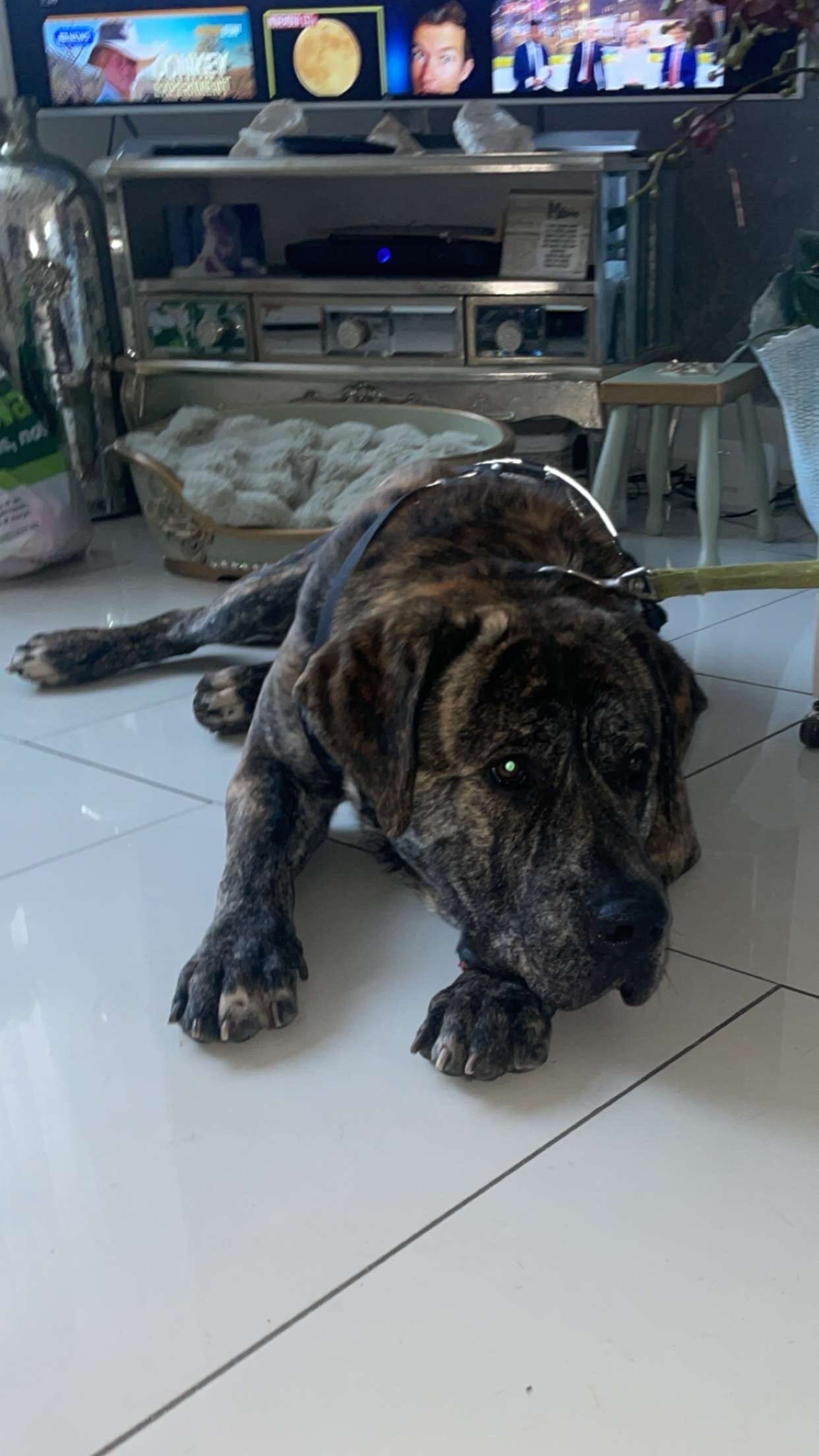 Zeus