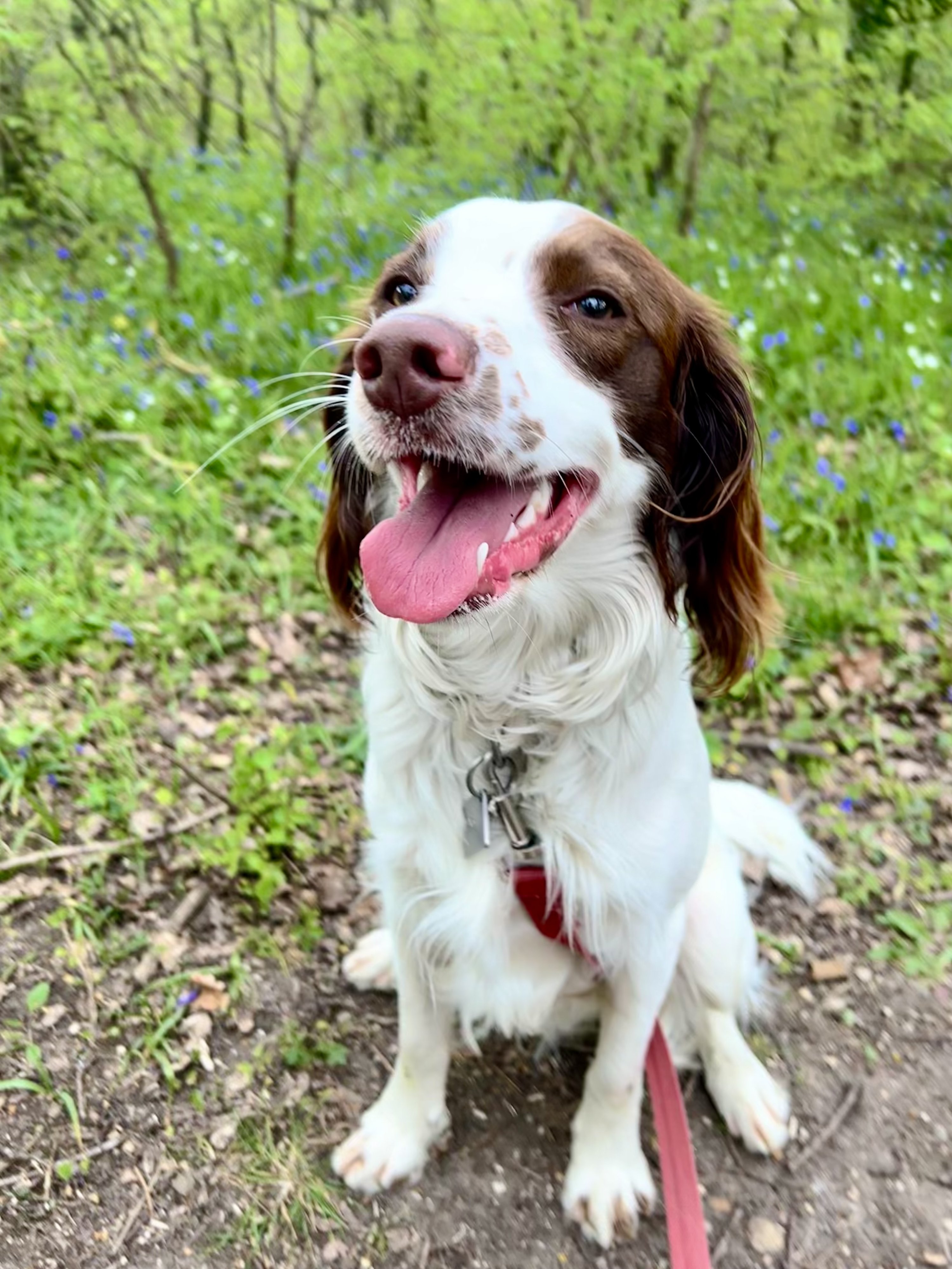 Archie