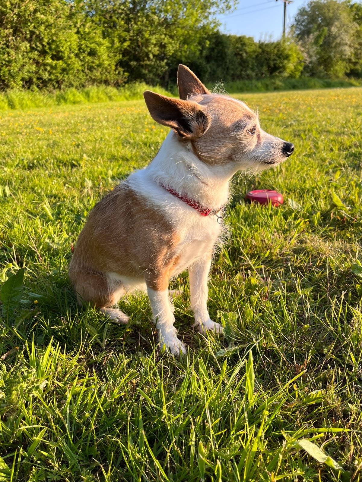 Pixie