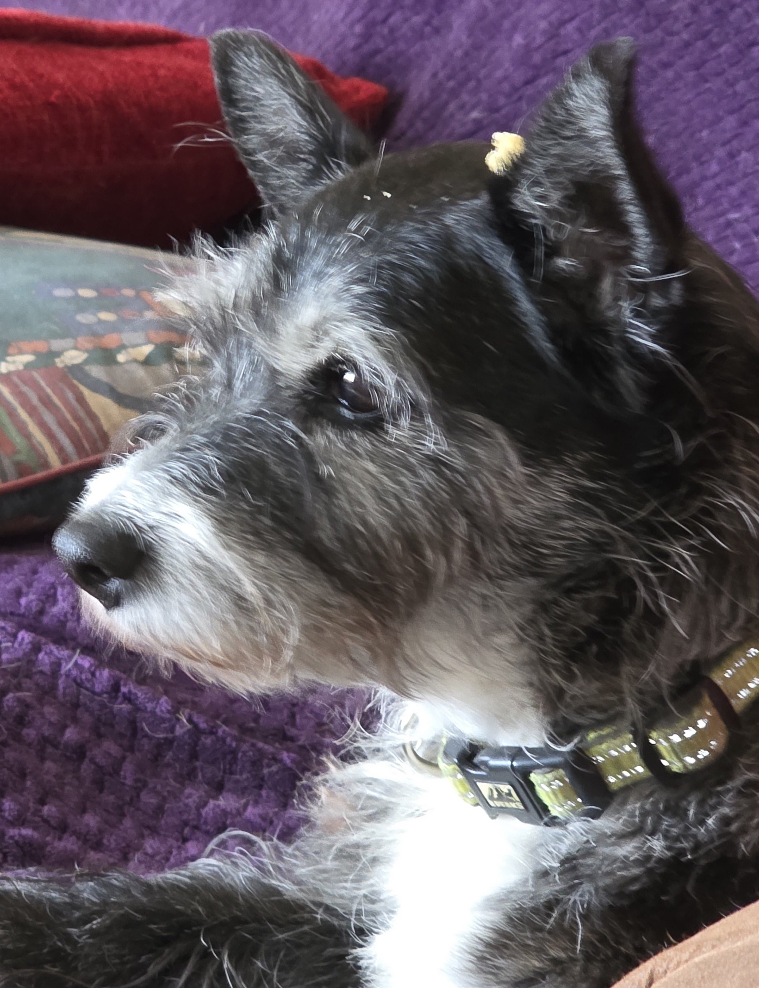 Missy