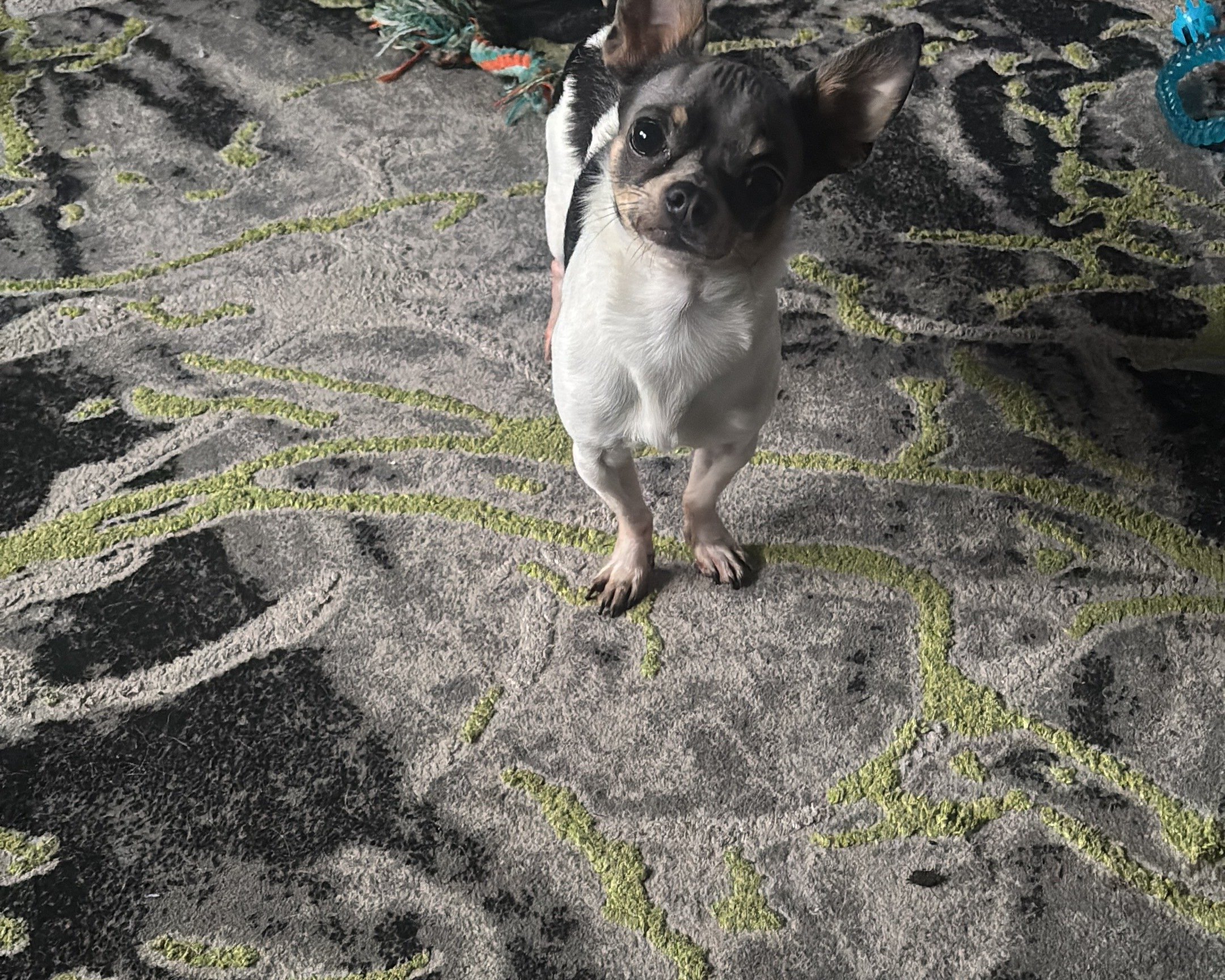 Odie