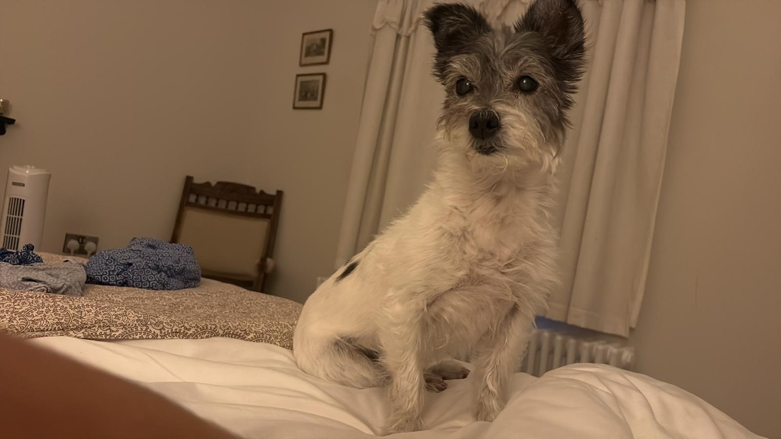 Daisy