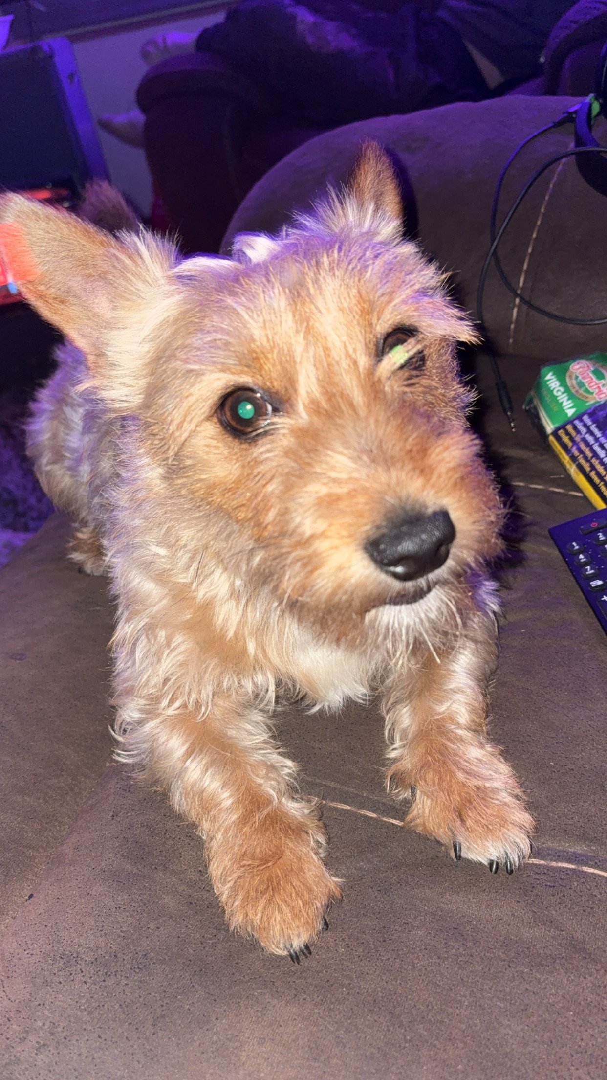odie