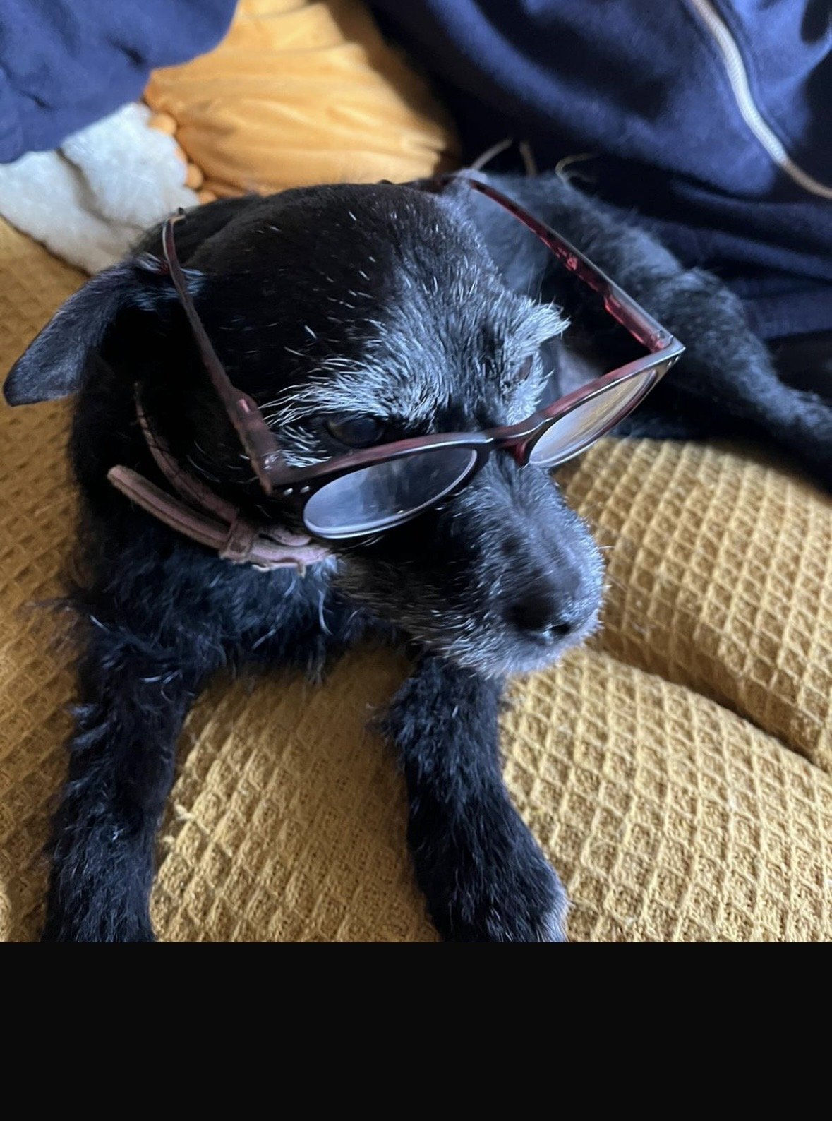 Pippa
