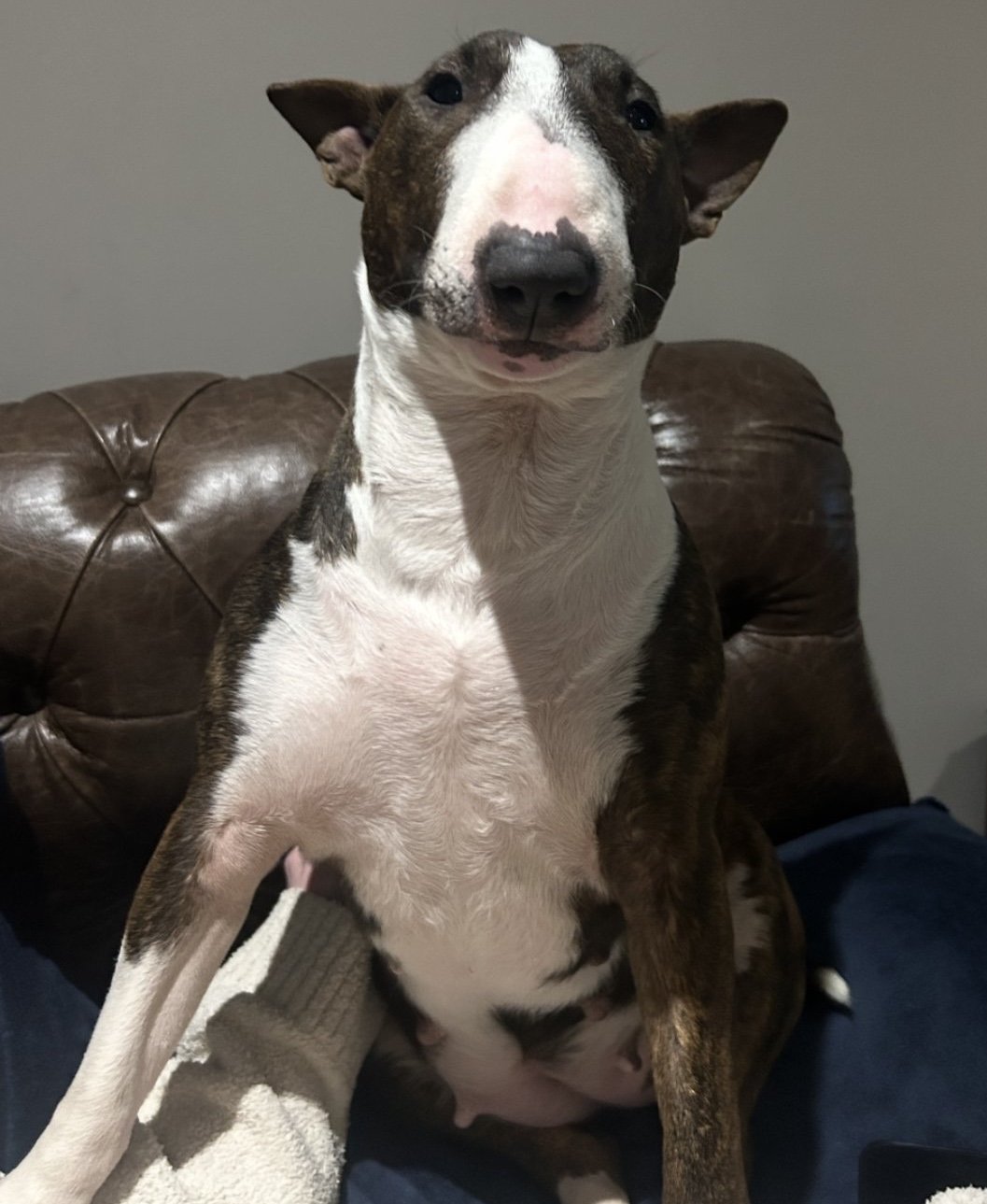 Daisy