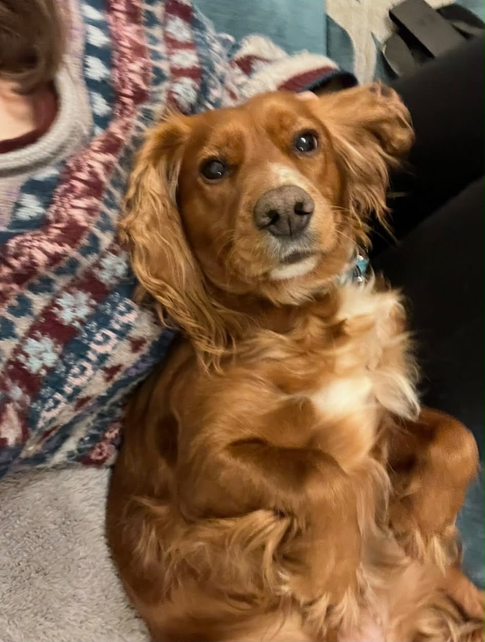 Kokko (pronounced coco)