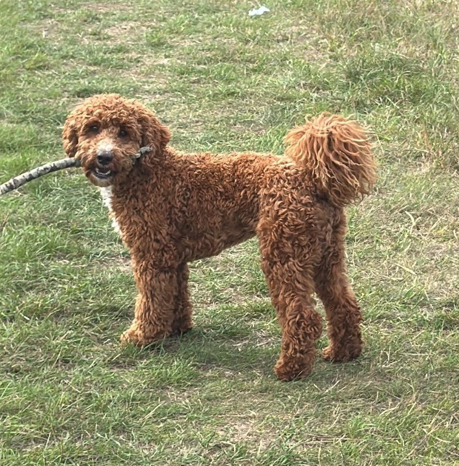 Loewie (pronounced Louis)