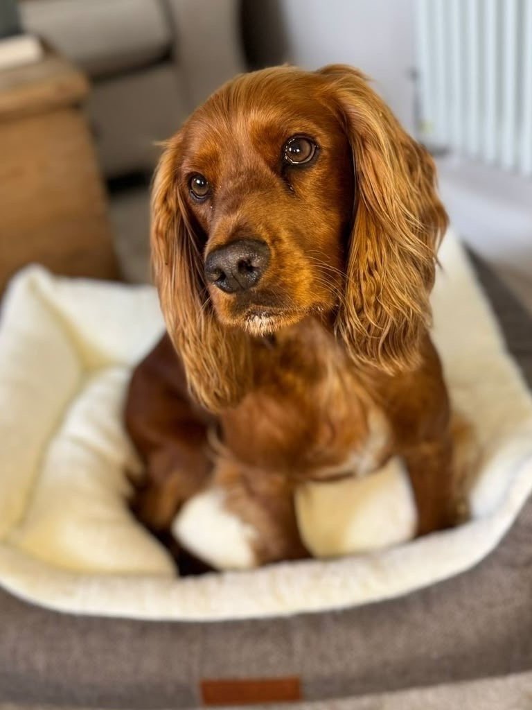 Biscuit