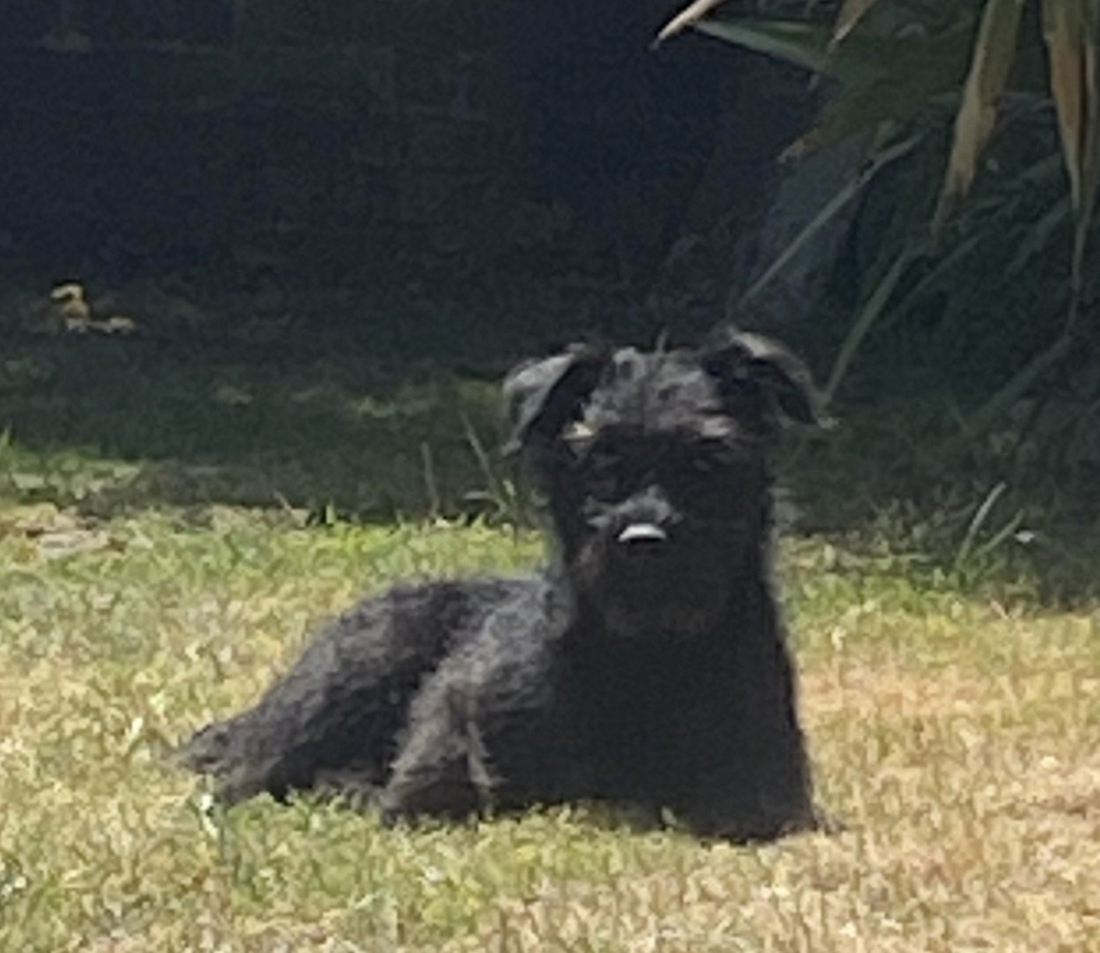 Pip