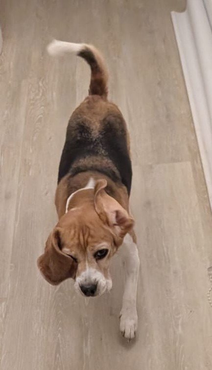 Rosie