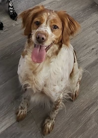 Clemmie