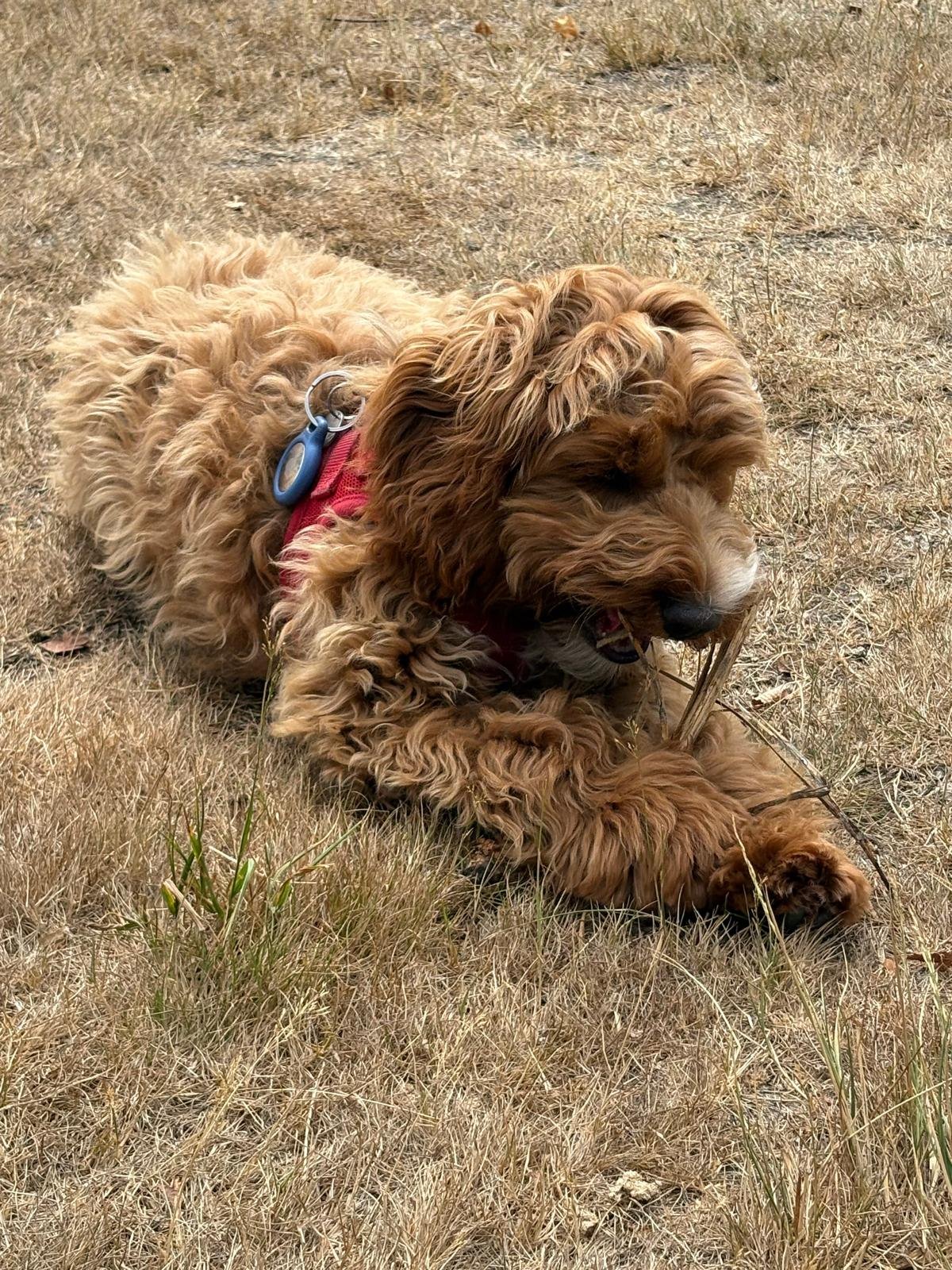 Otis (but hughie on his microchip)