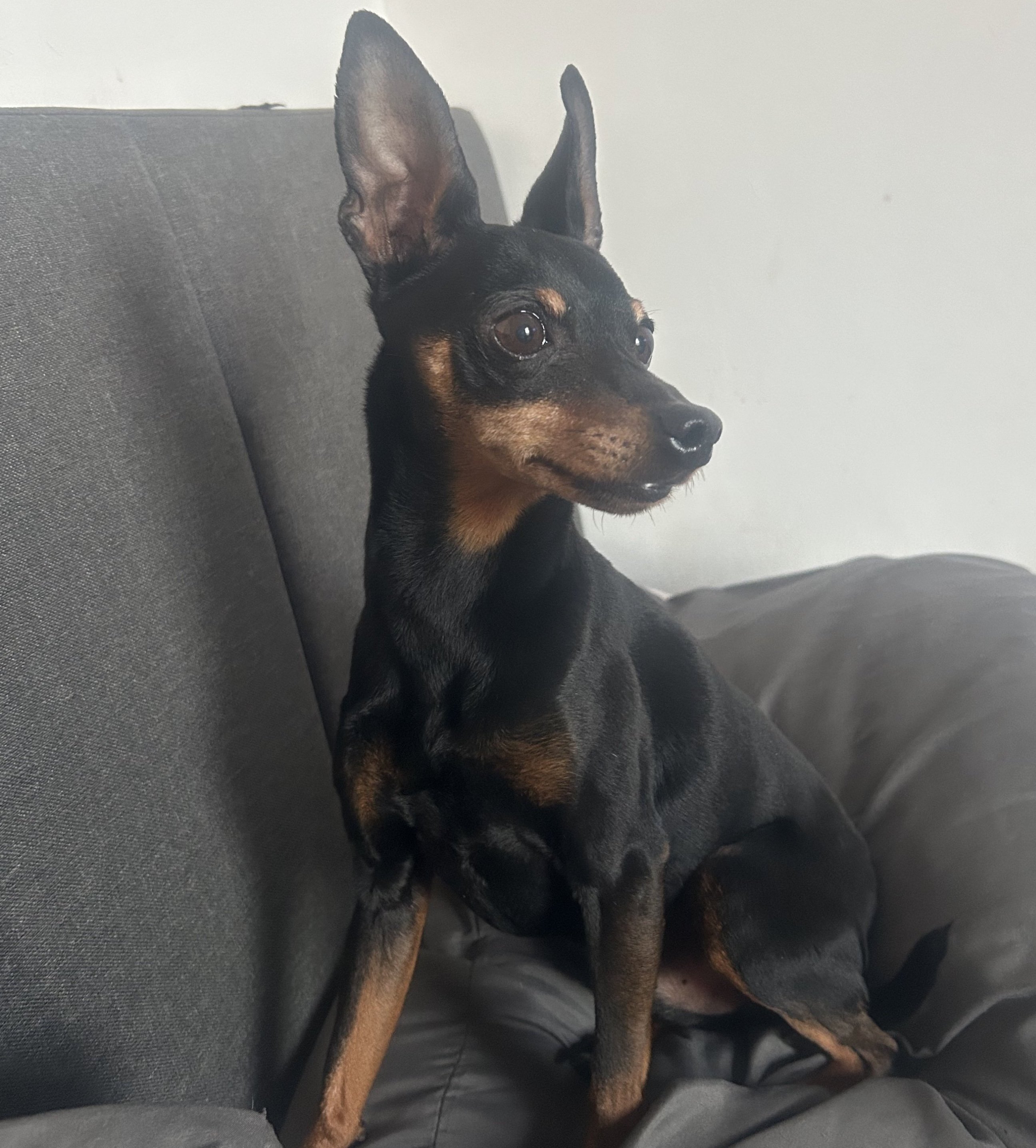 Alfie