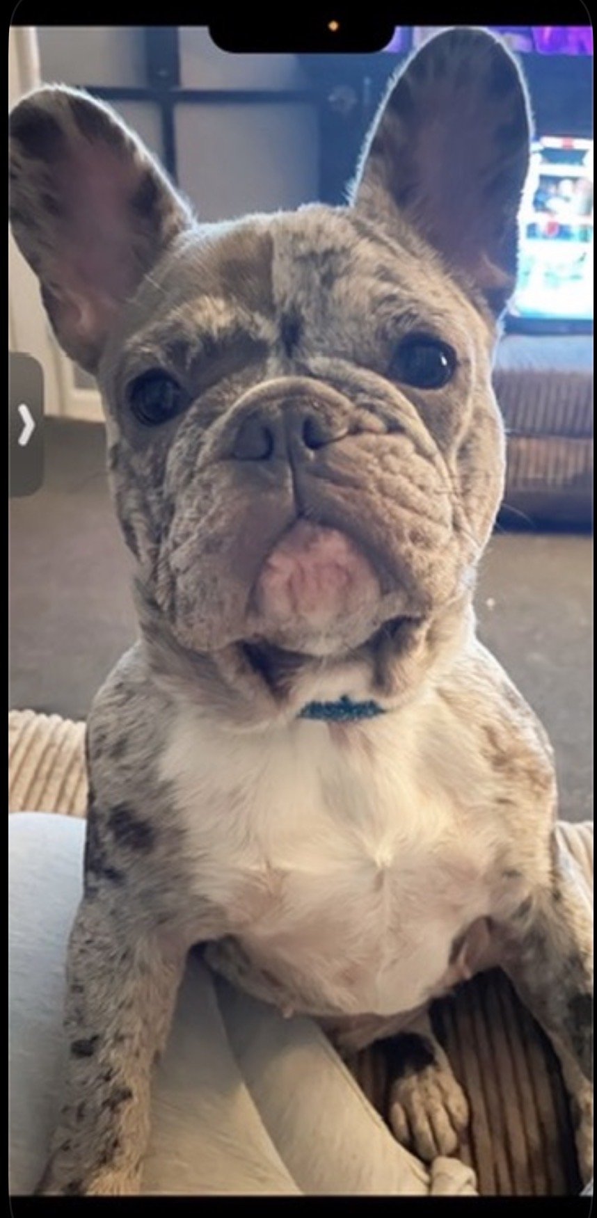 Bailey