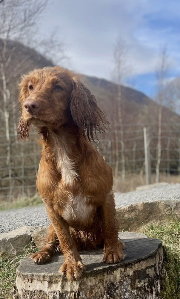 Pippa