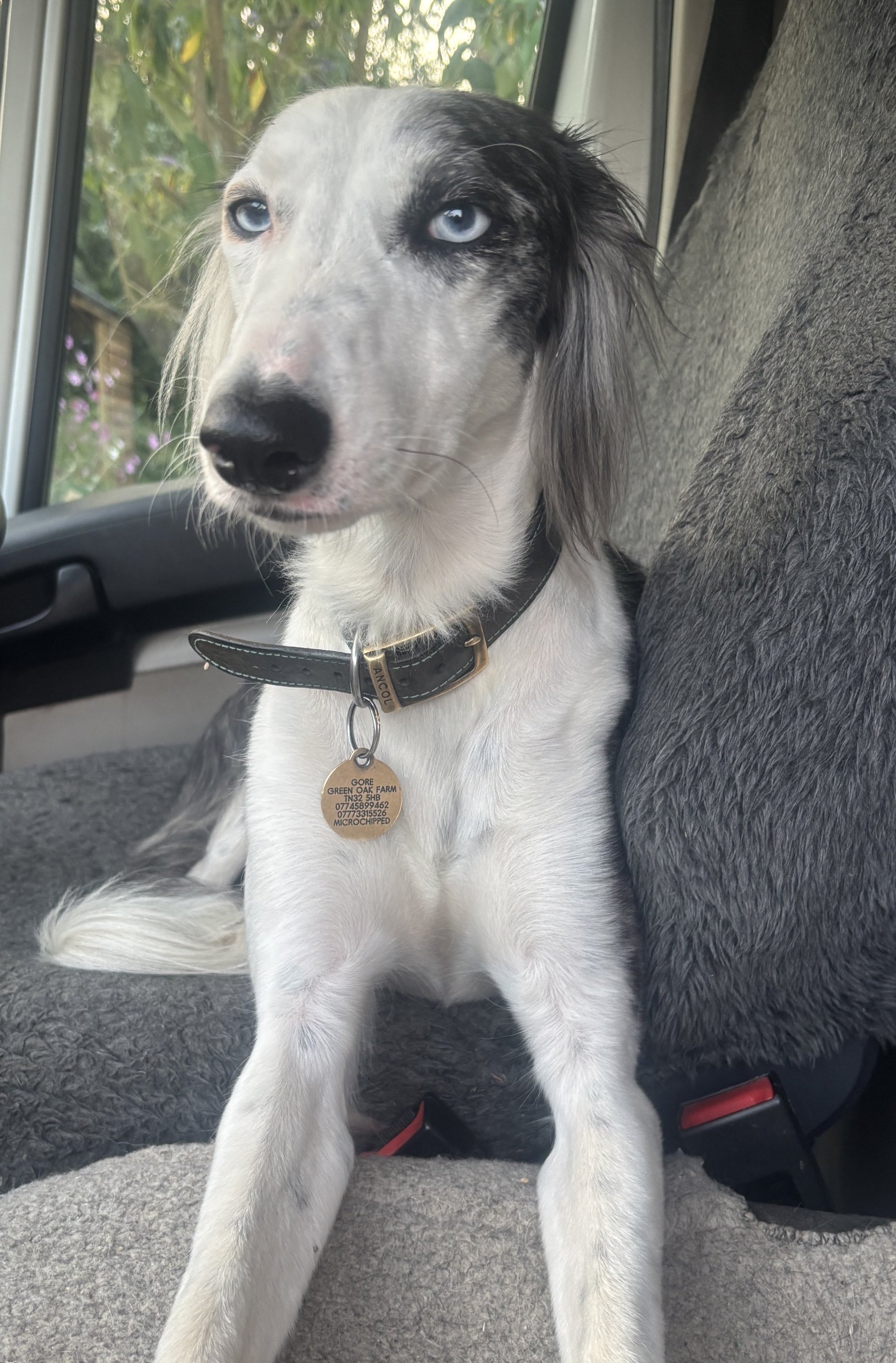 Mitzi