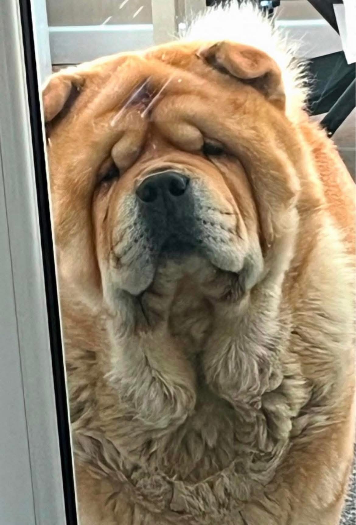 Beau