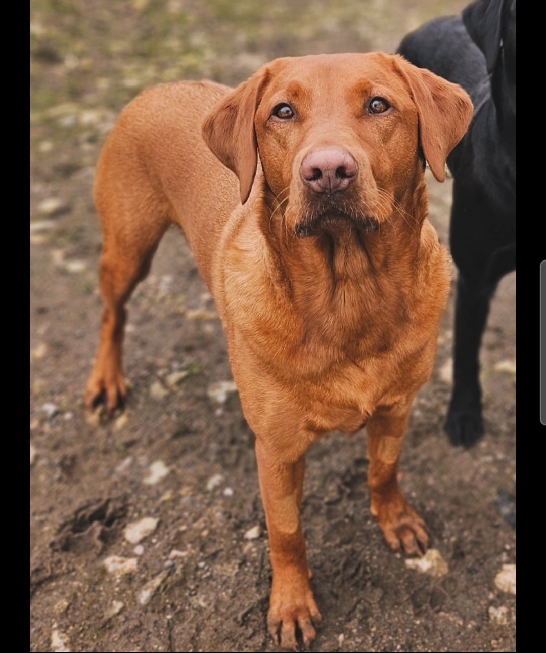 Oakley