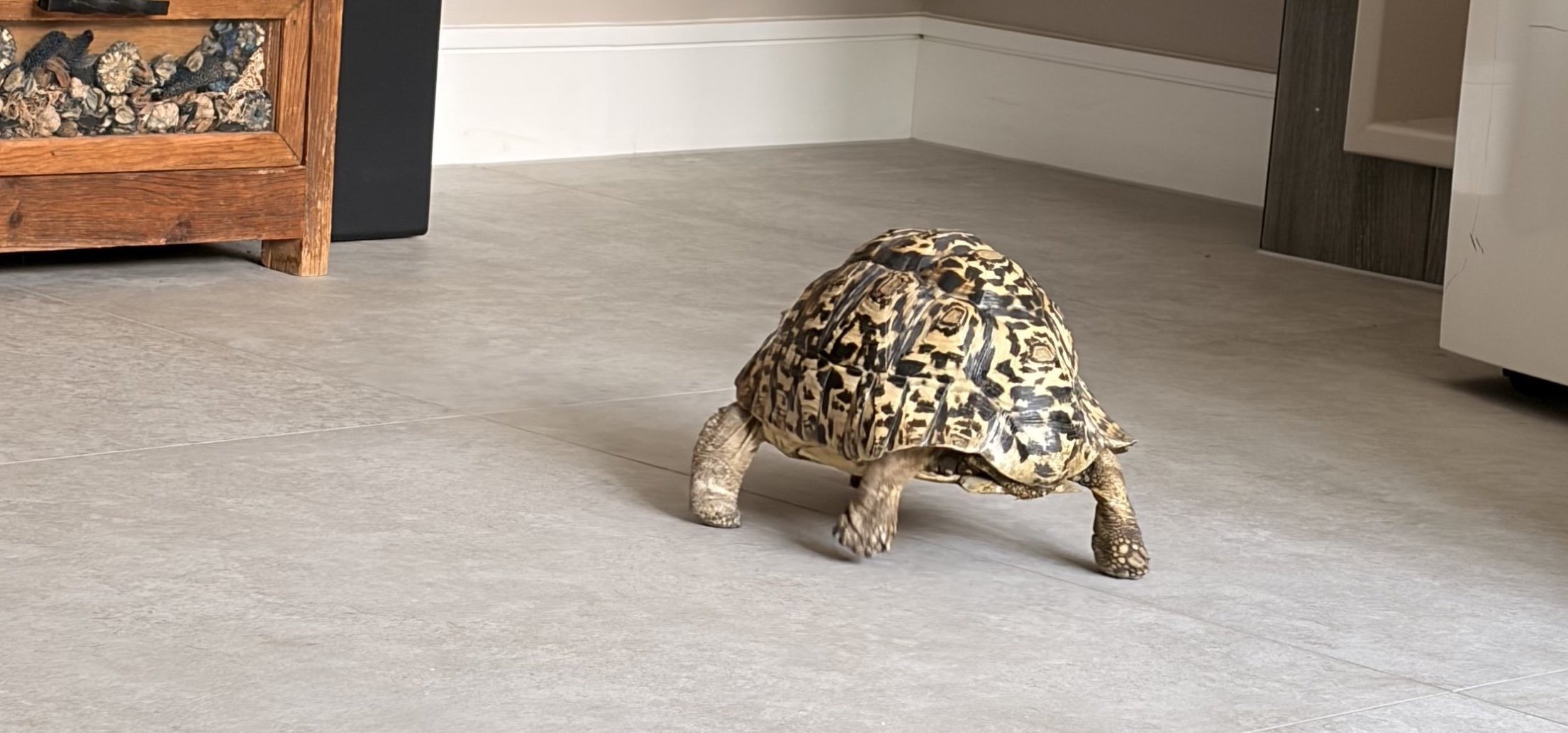 Tortoise