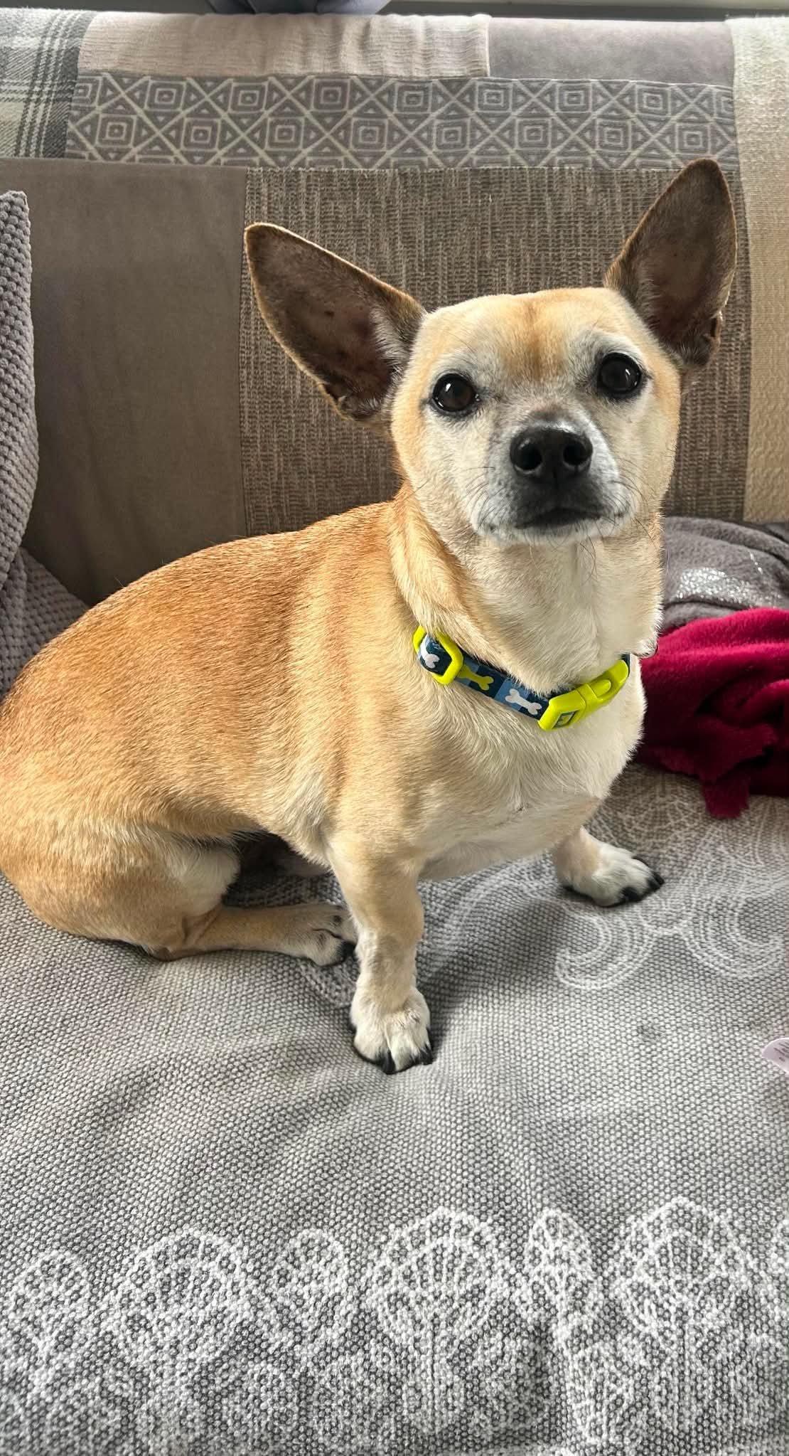 Biscuit