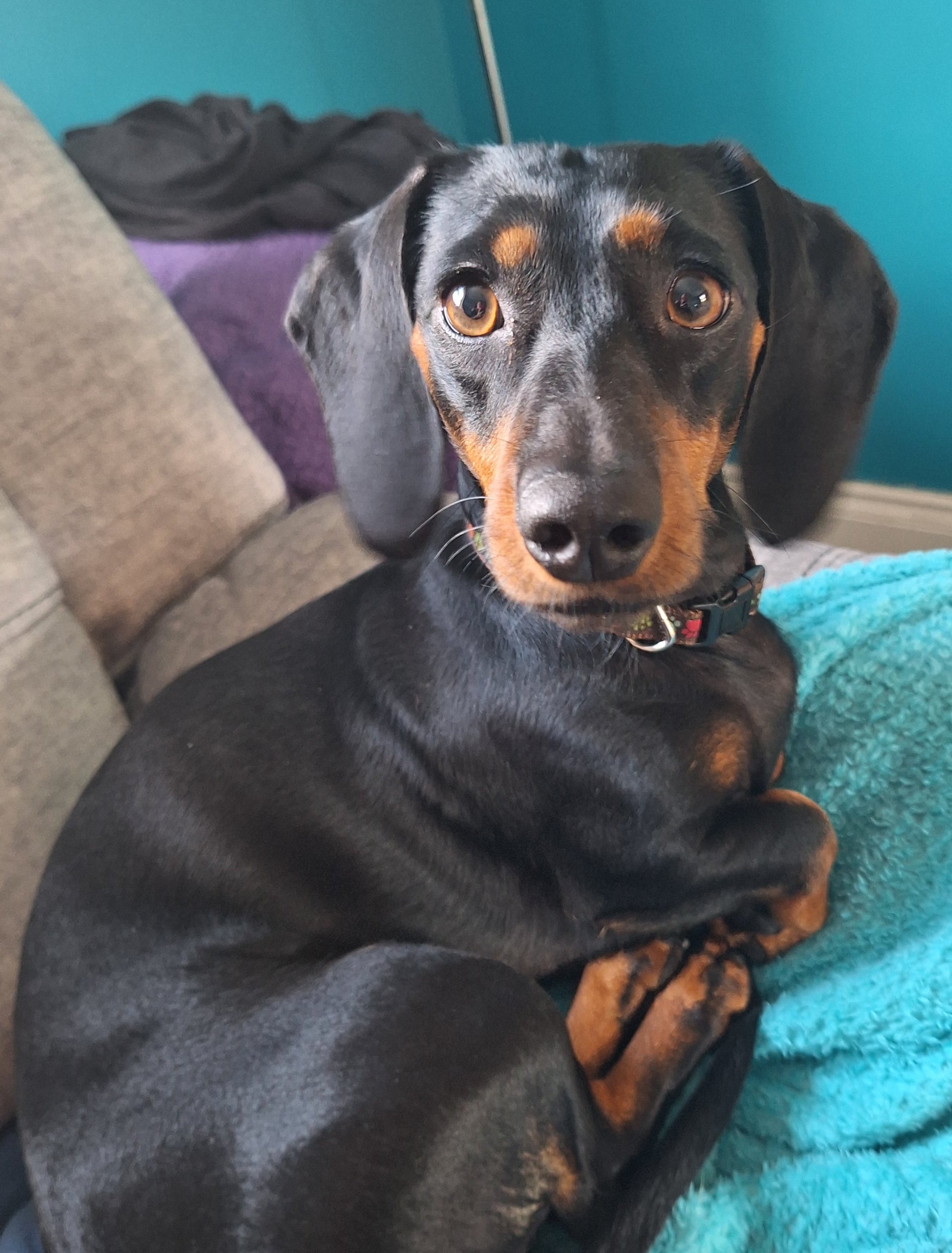 Pip