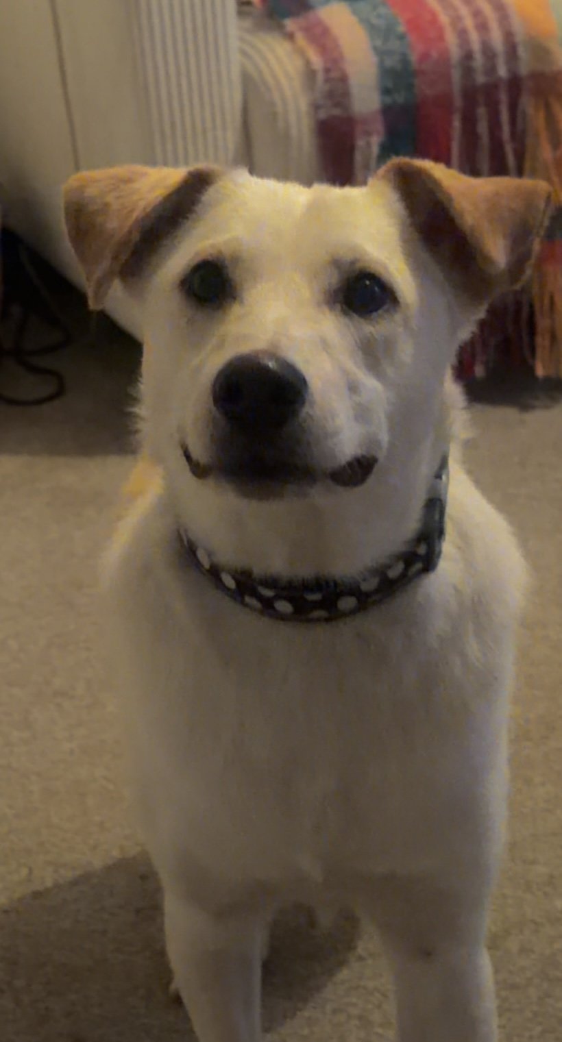 Dino/buddy