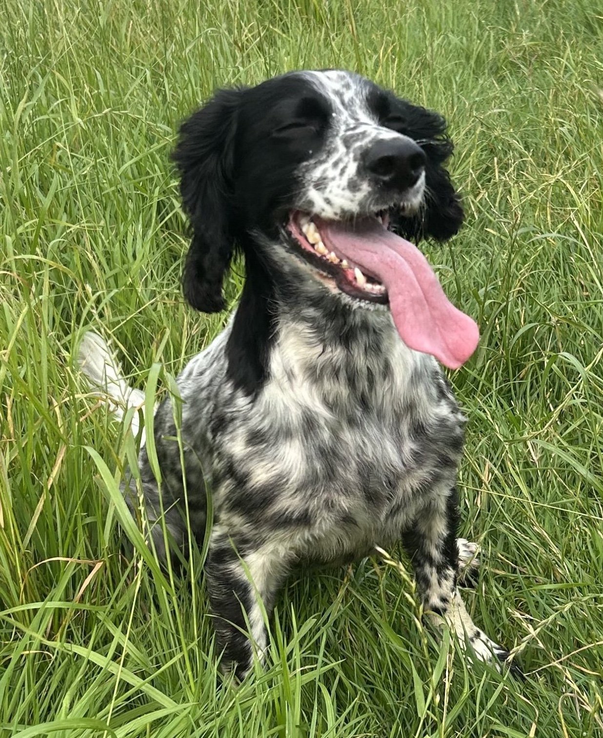 Bella