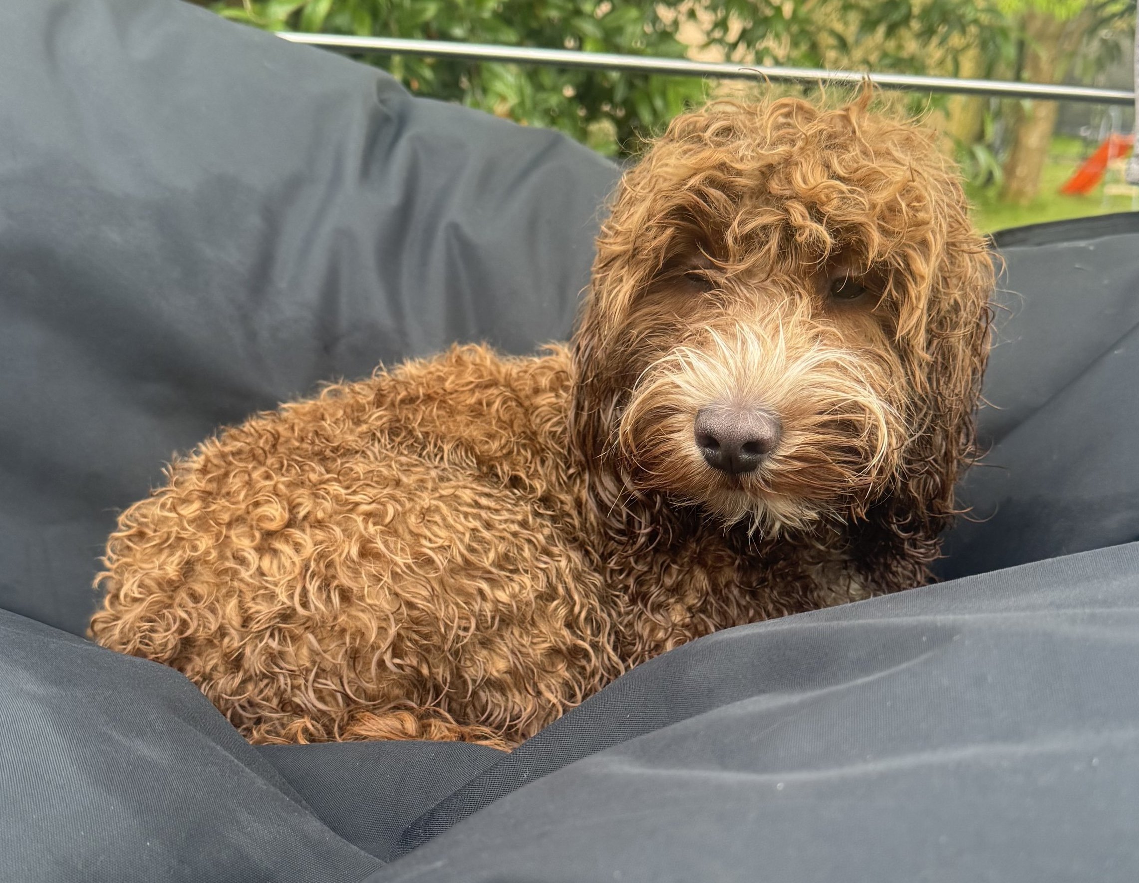 Cleo