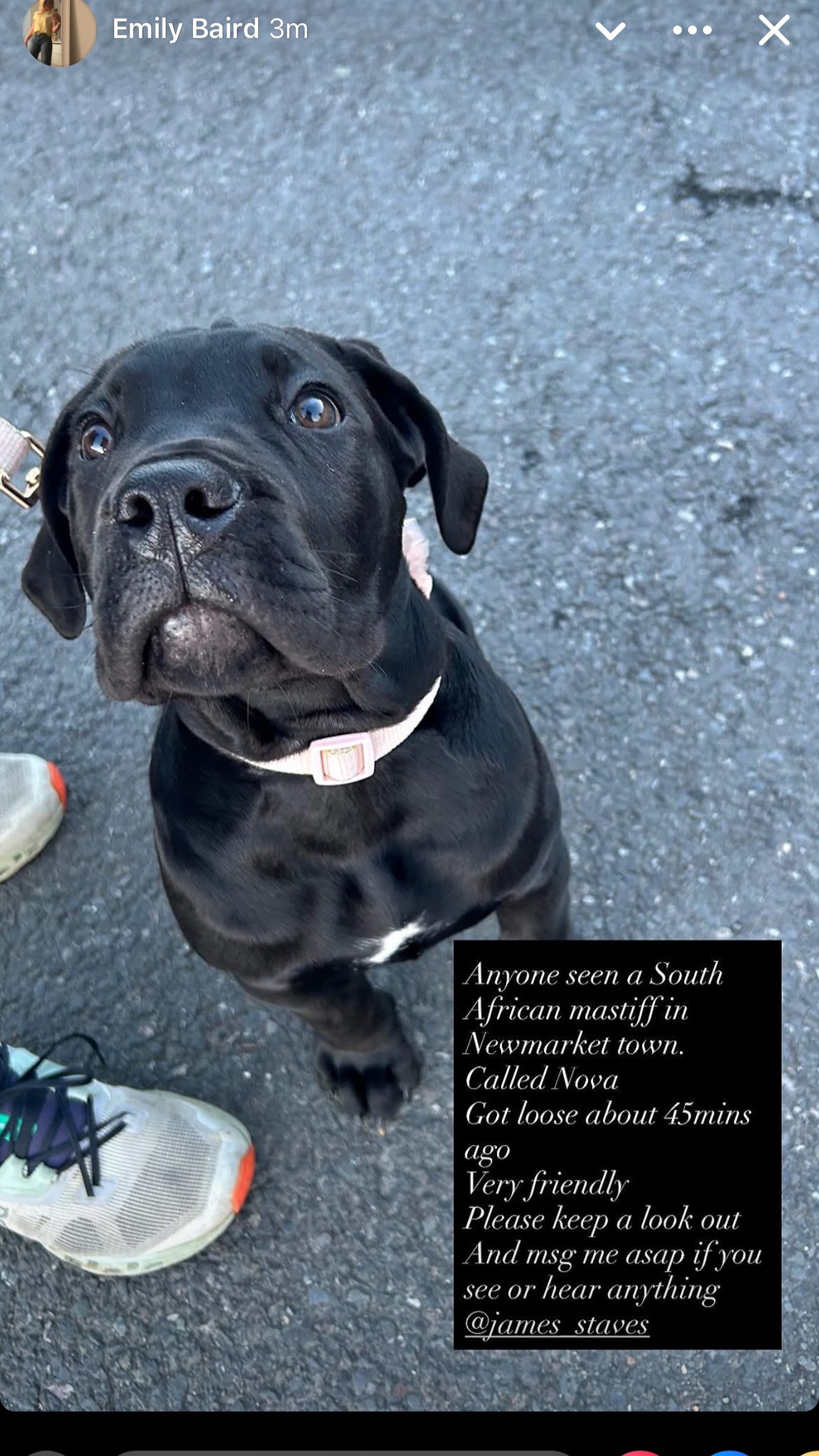 Nova