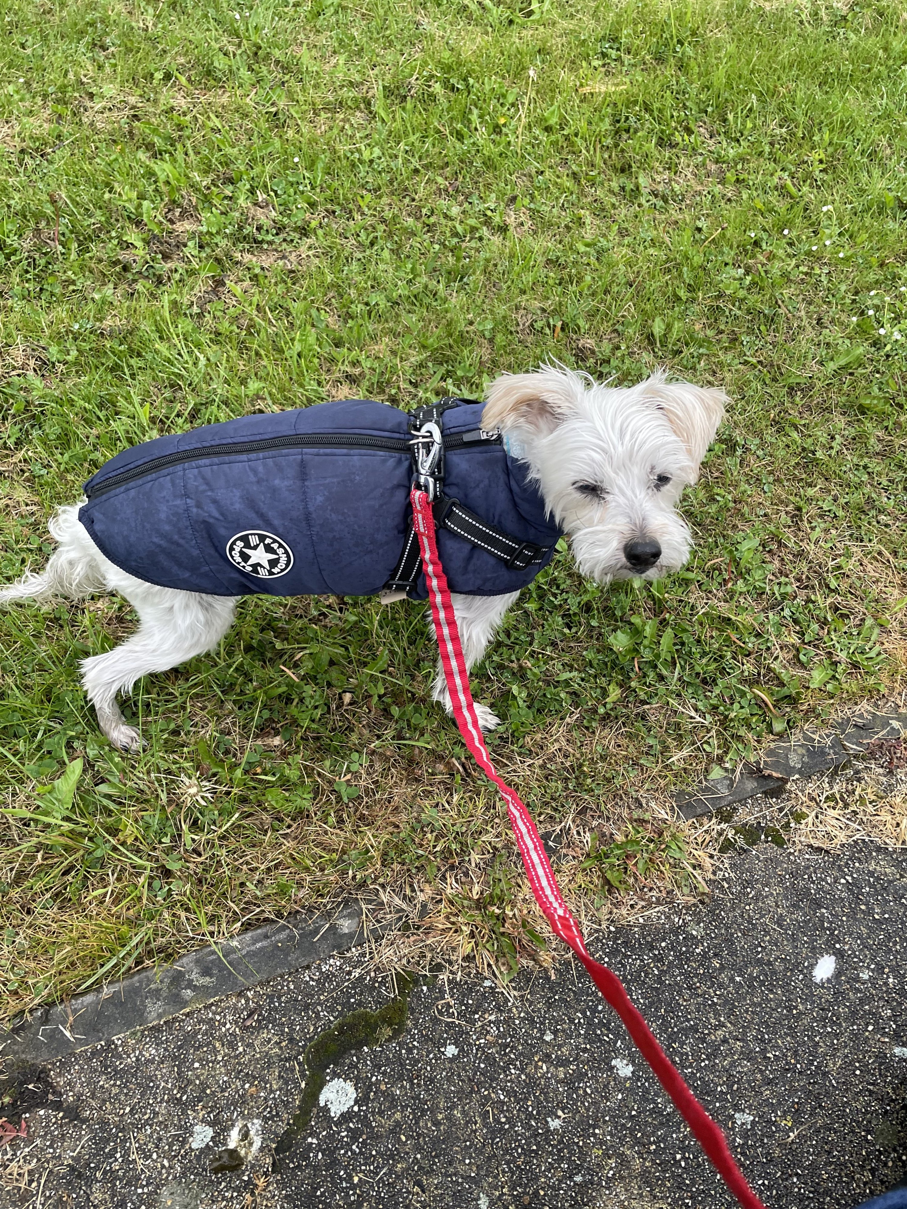 Louie