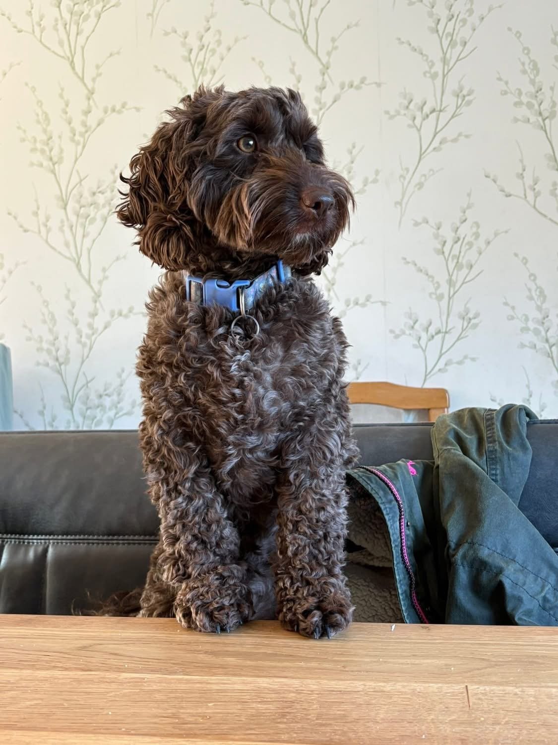 Dottie