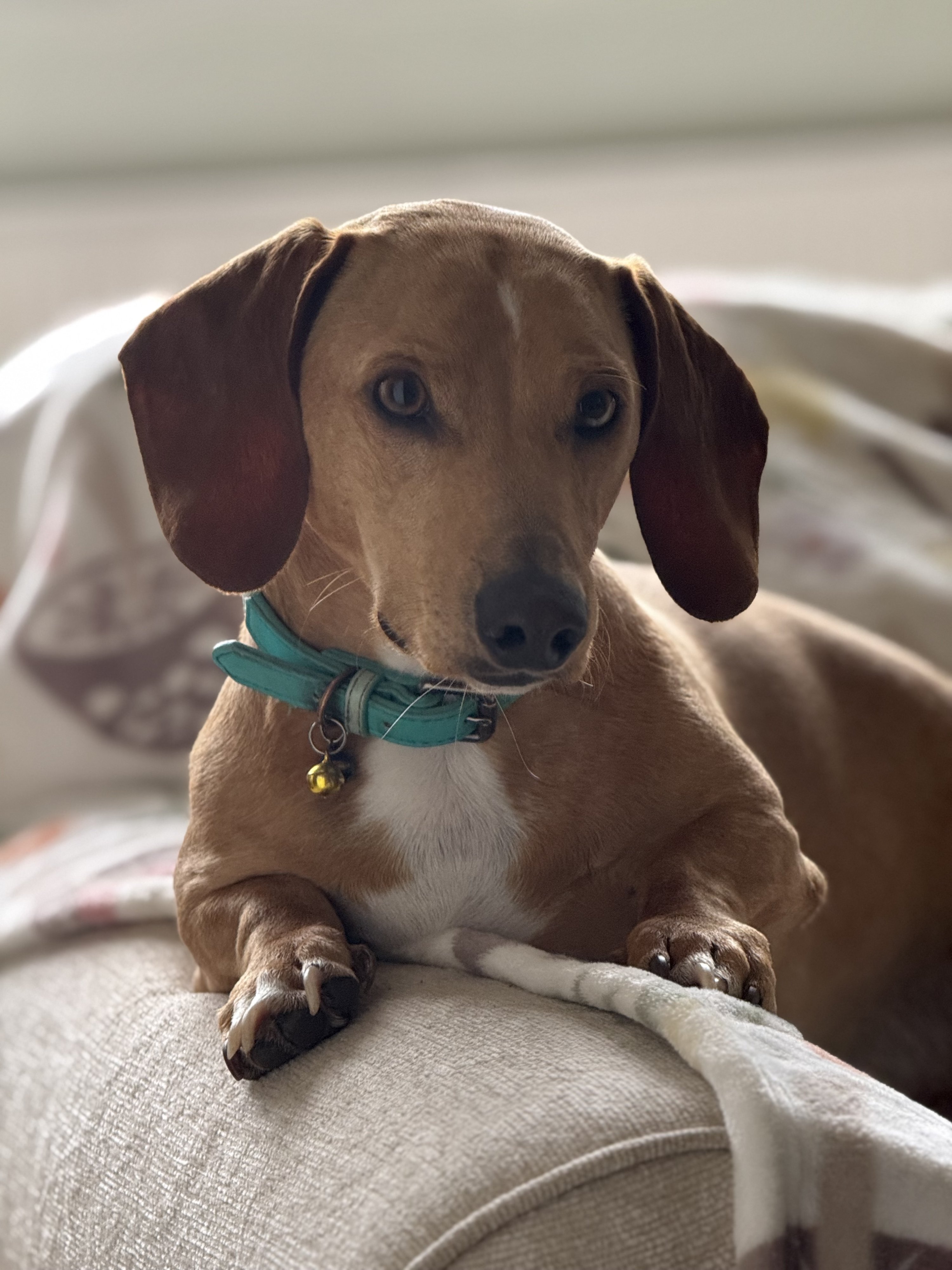Dougie