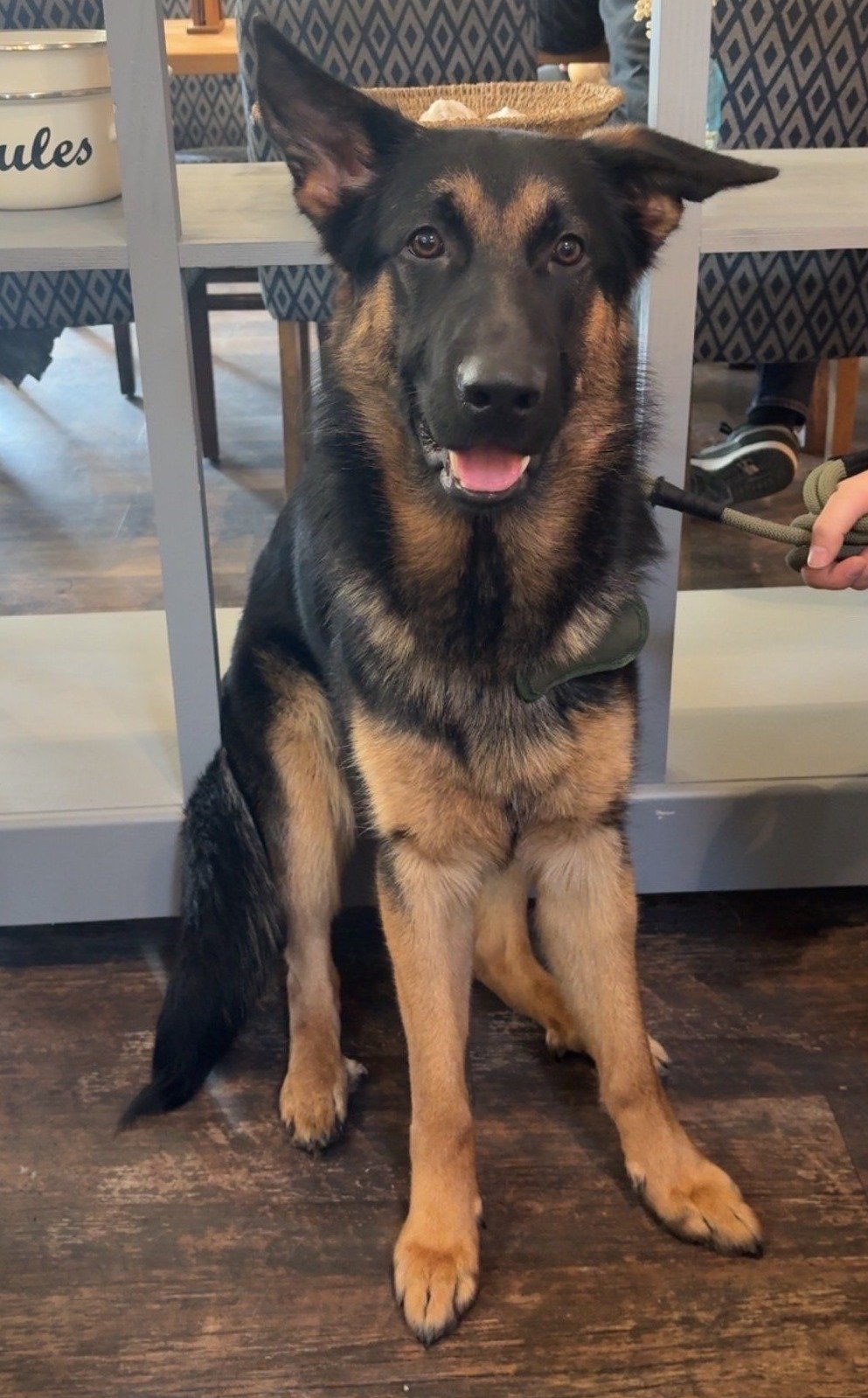 Taz