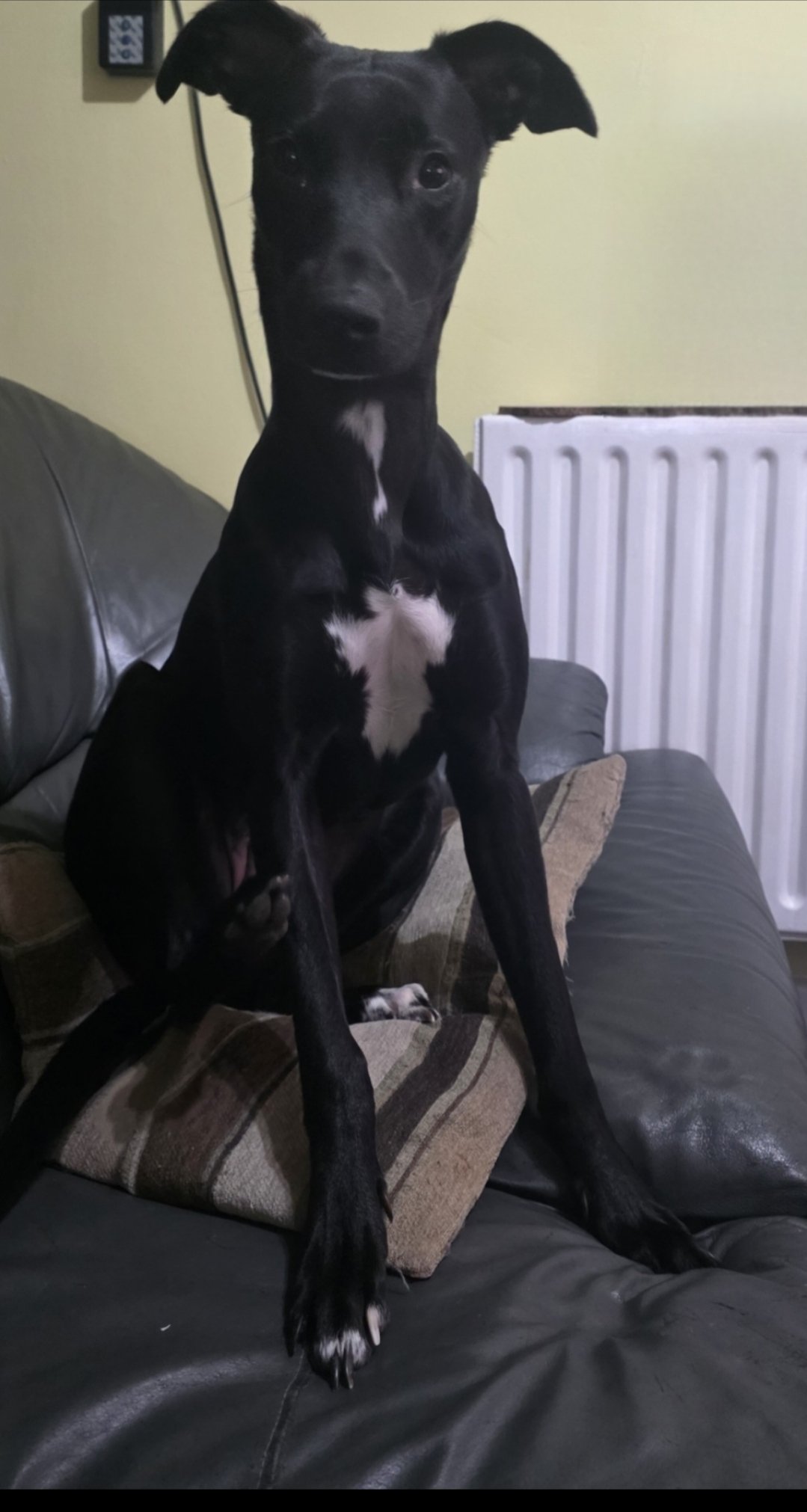 Pepper