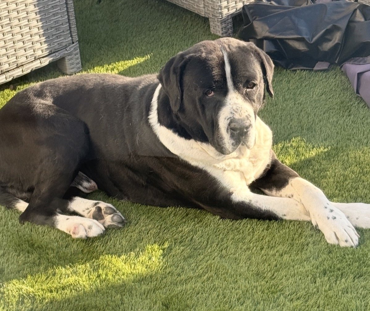 Bruce
