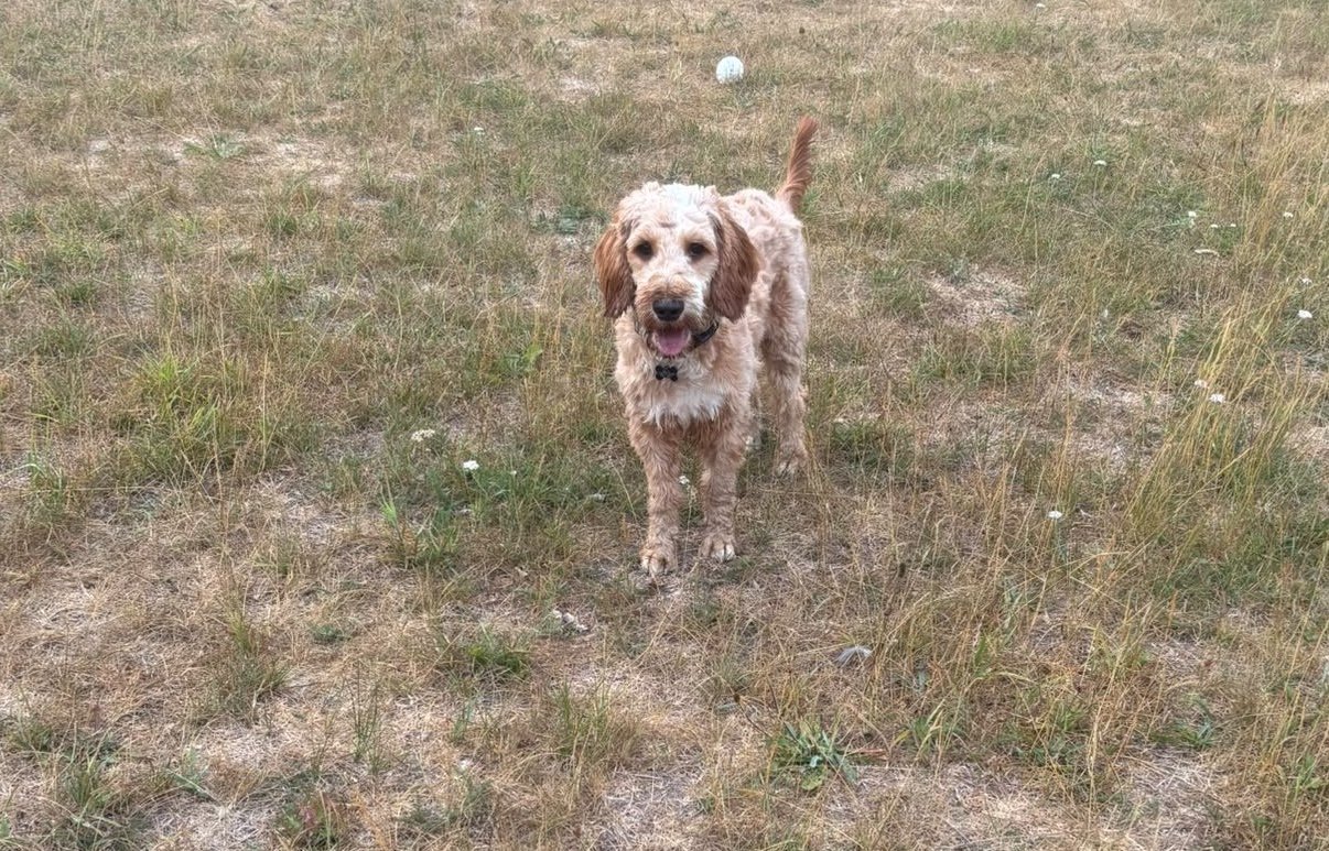 Willow