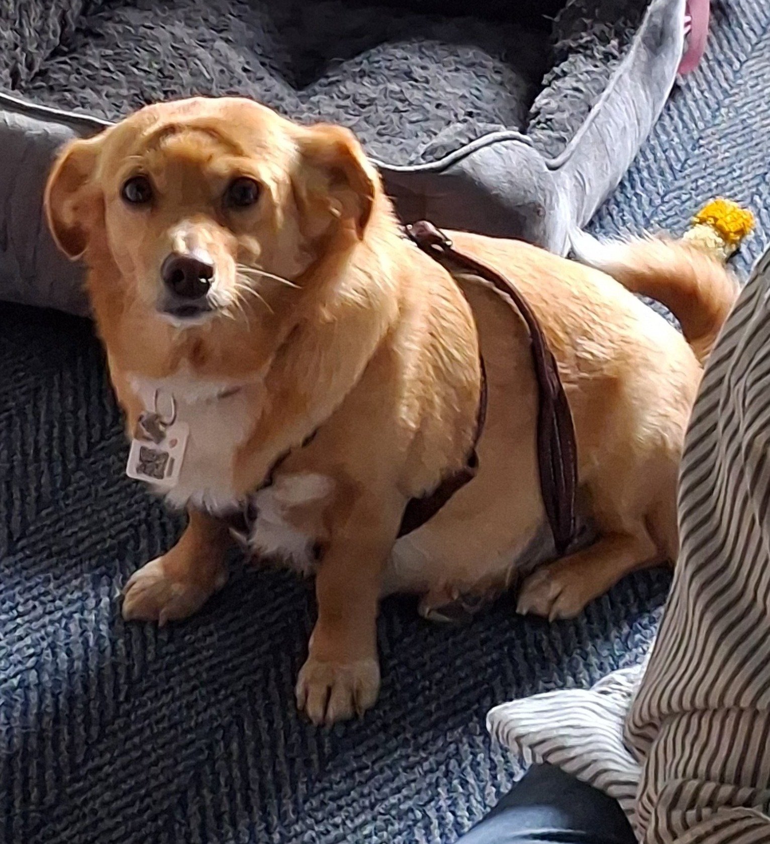 Fiona/Fifi