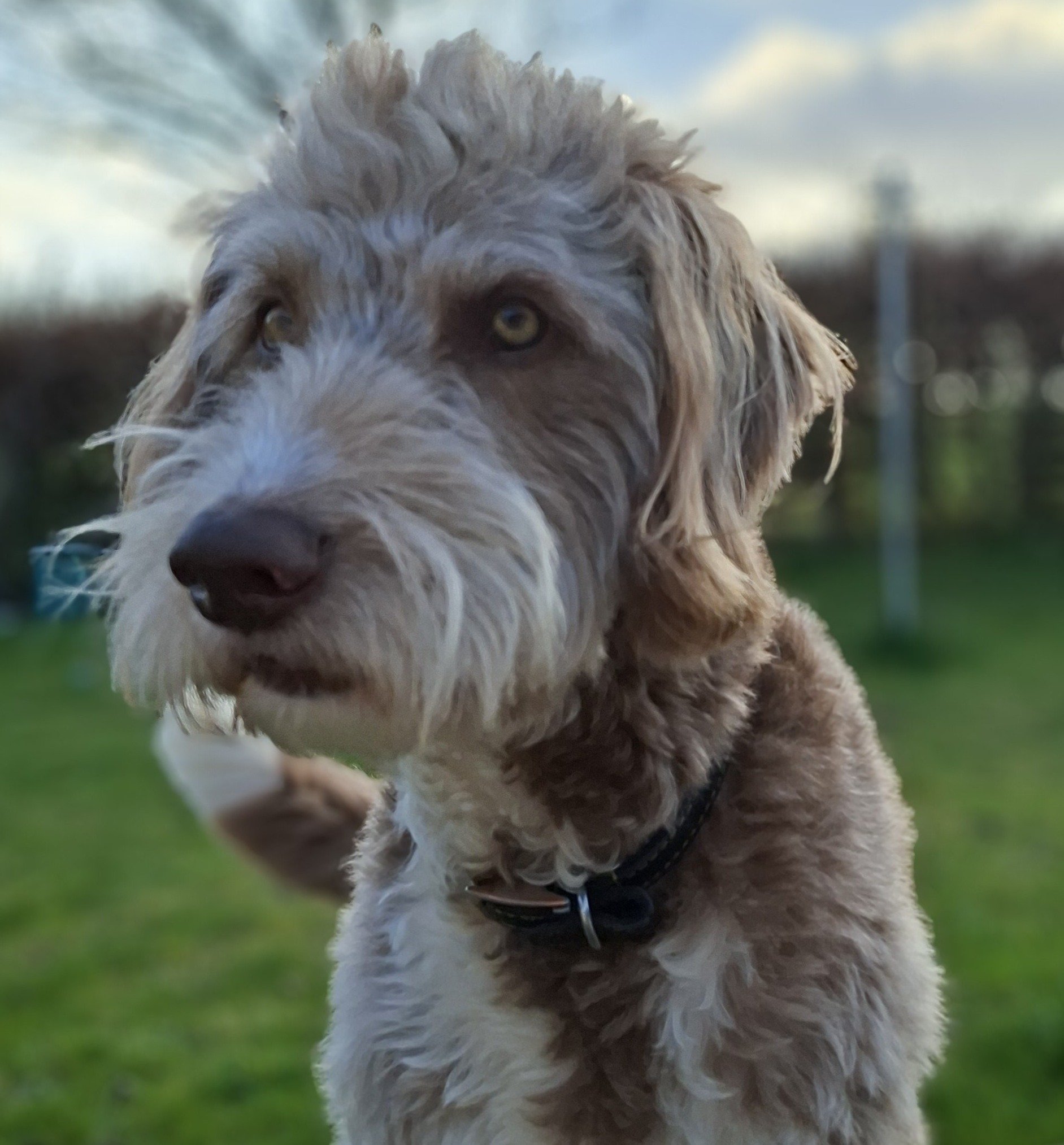 Bowie