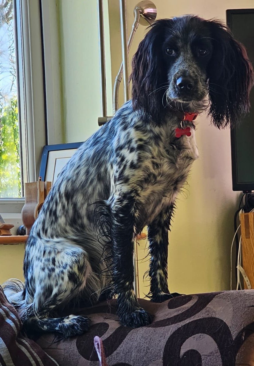 Daisy