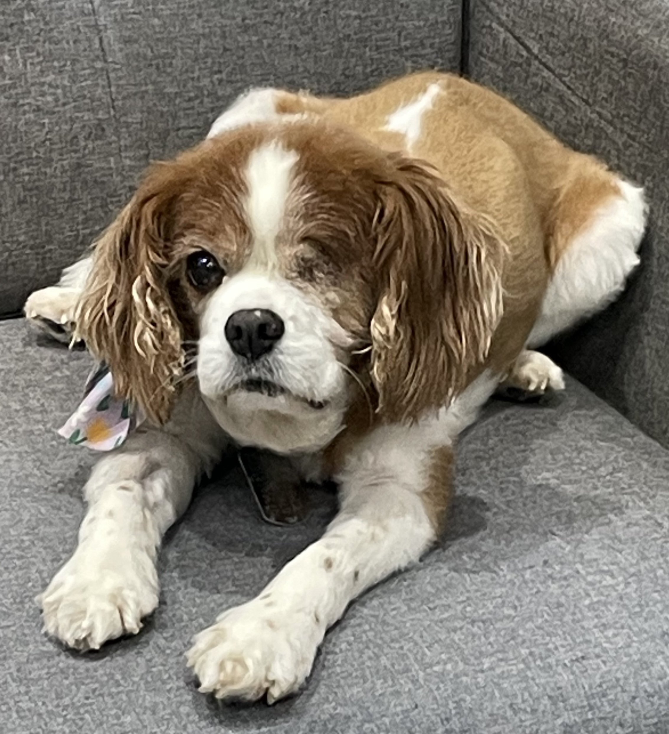Louie