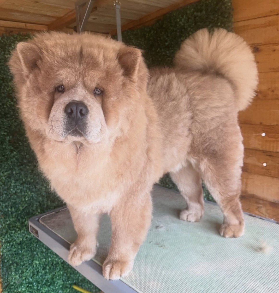 Bear