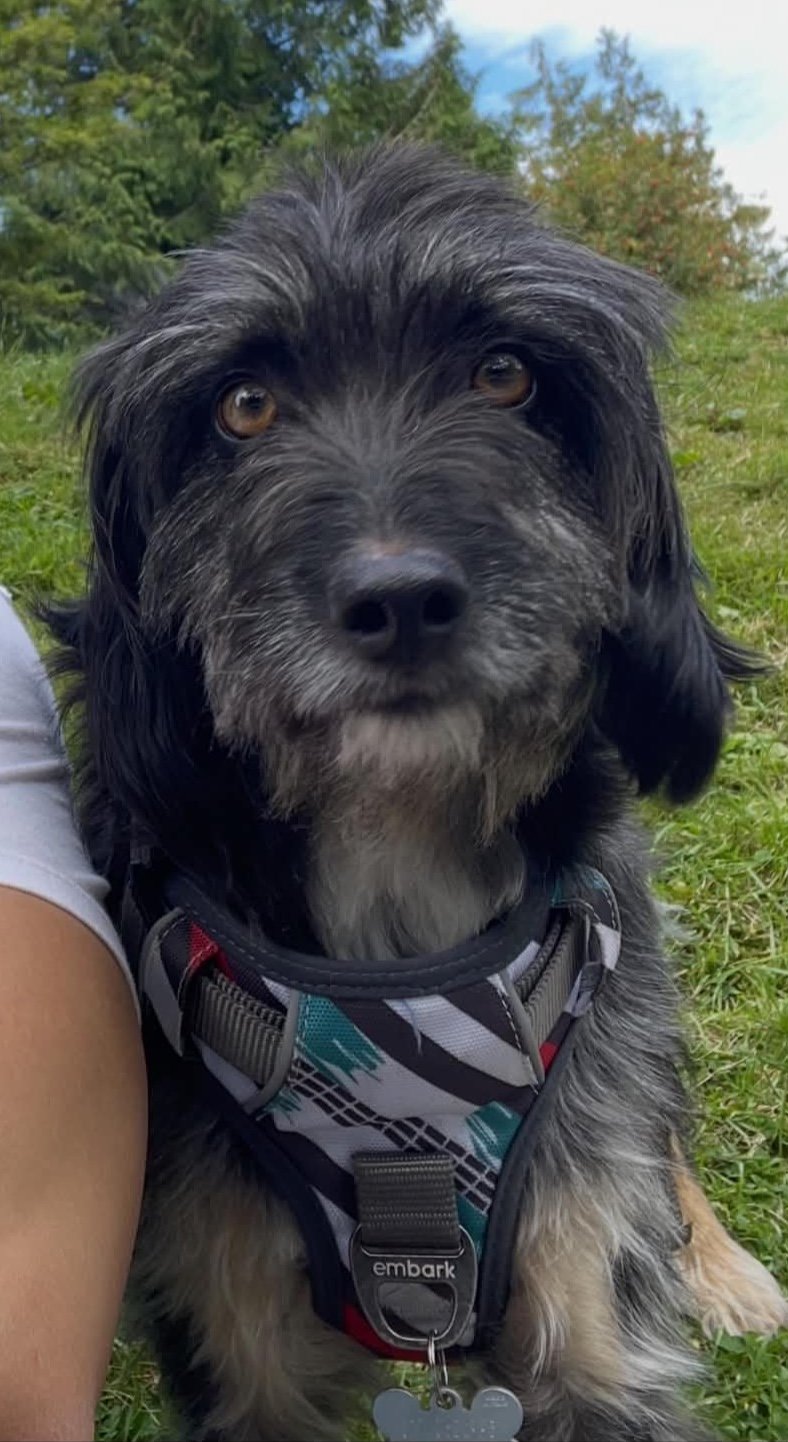 Chewy