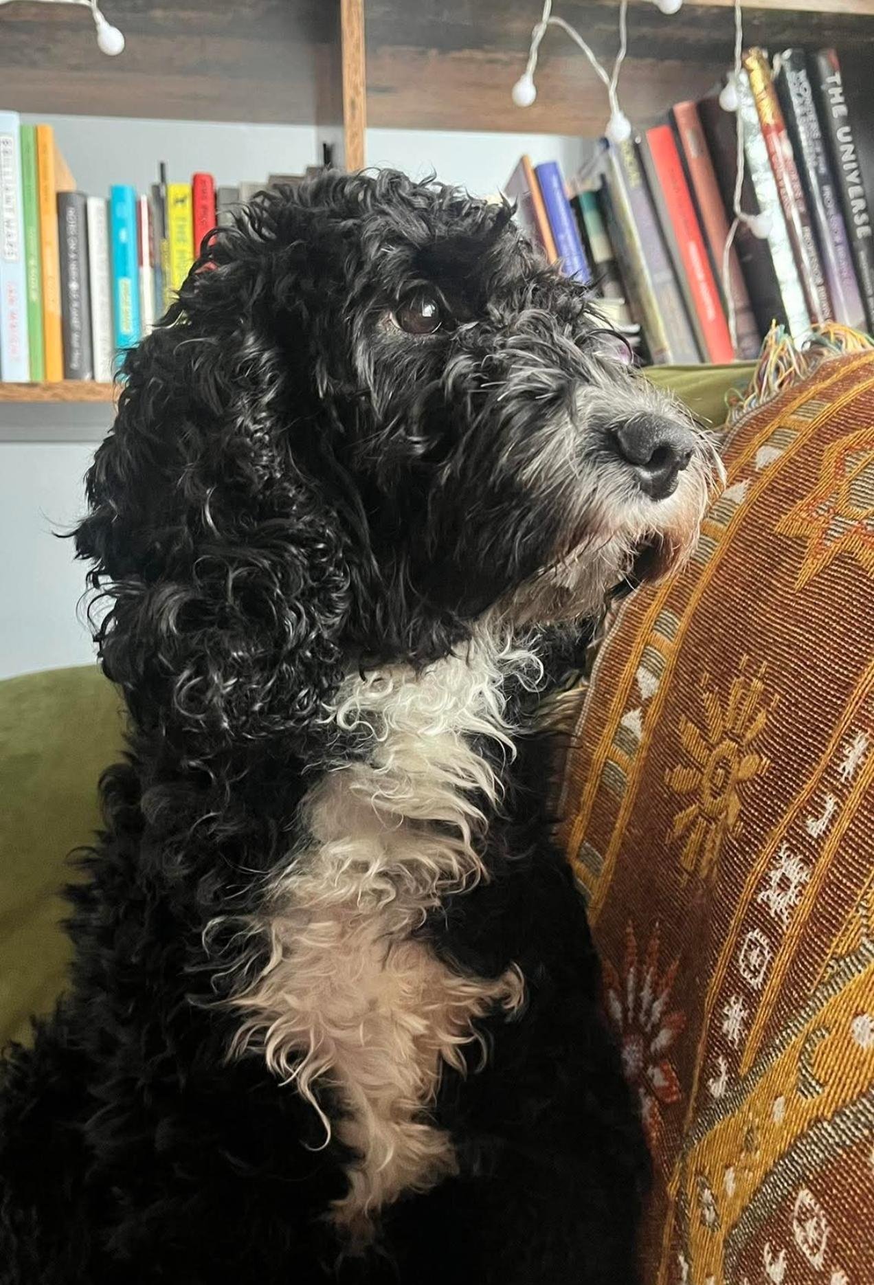 Daphne