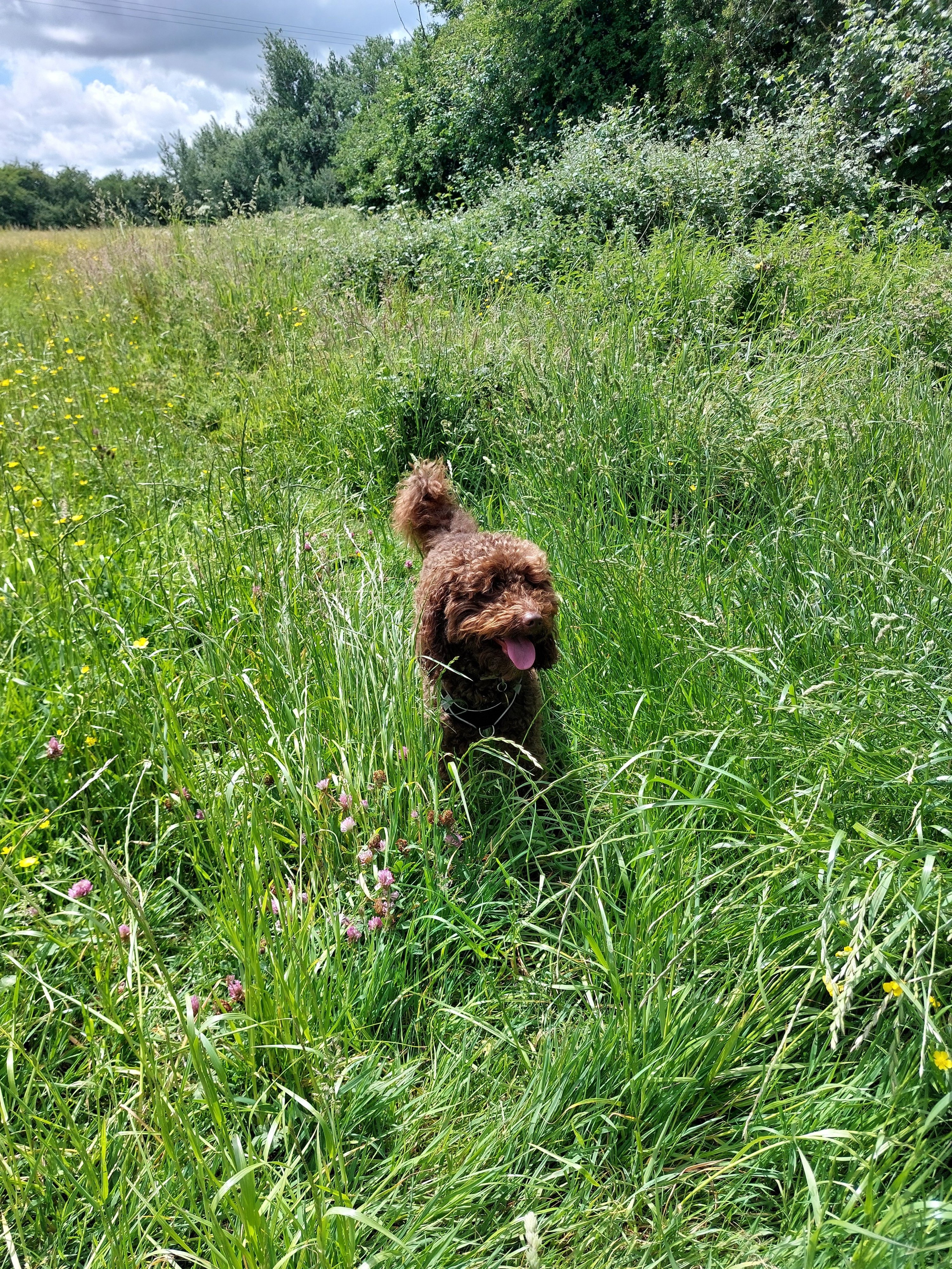 Coco